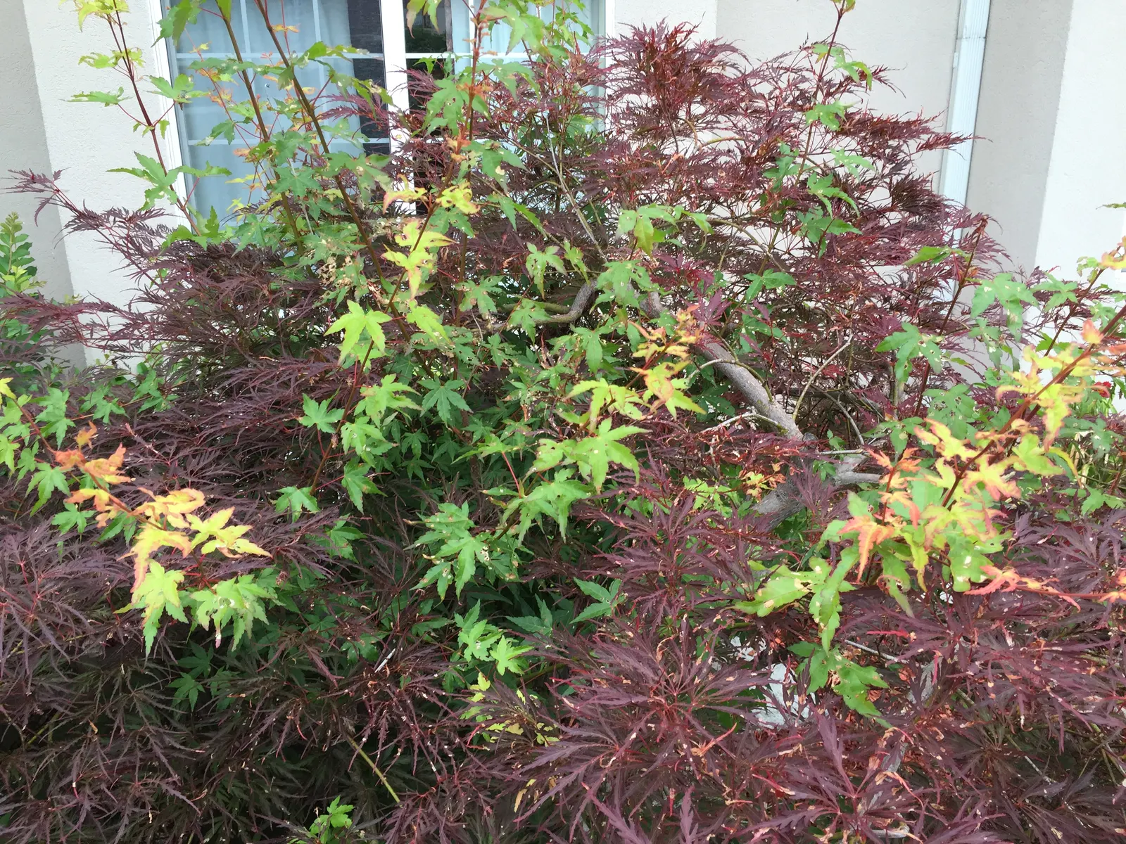 Laceleaf Japanese Maple (Acer Palmatum 'Dissectum Viridis') — are a distinguishable characteristic of the 'Dissectum Viridis'