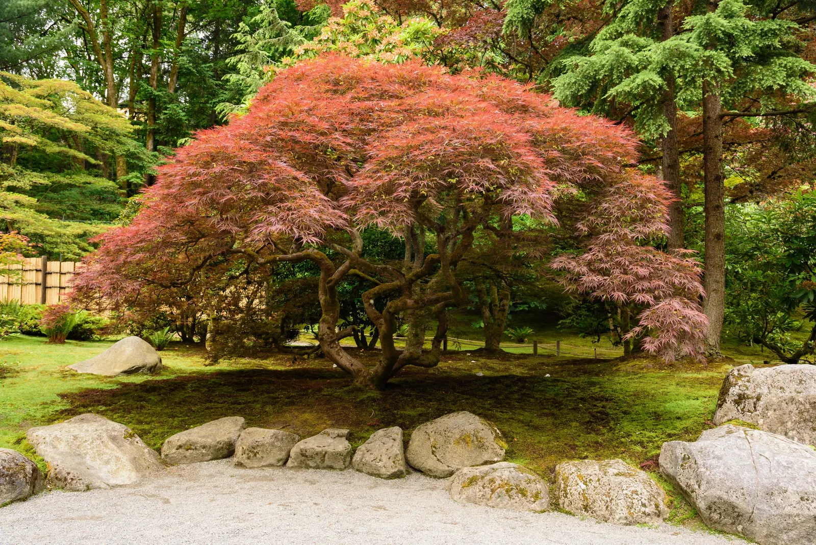 Laceleaf Japanese Maple (Acer Palmatum 'Dissectum Viridis') — Its compact size paired with its dramatic foliage makes it perfect for both container planting