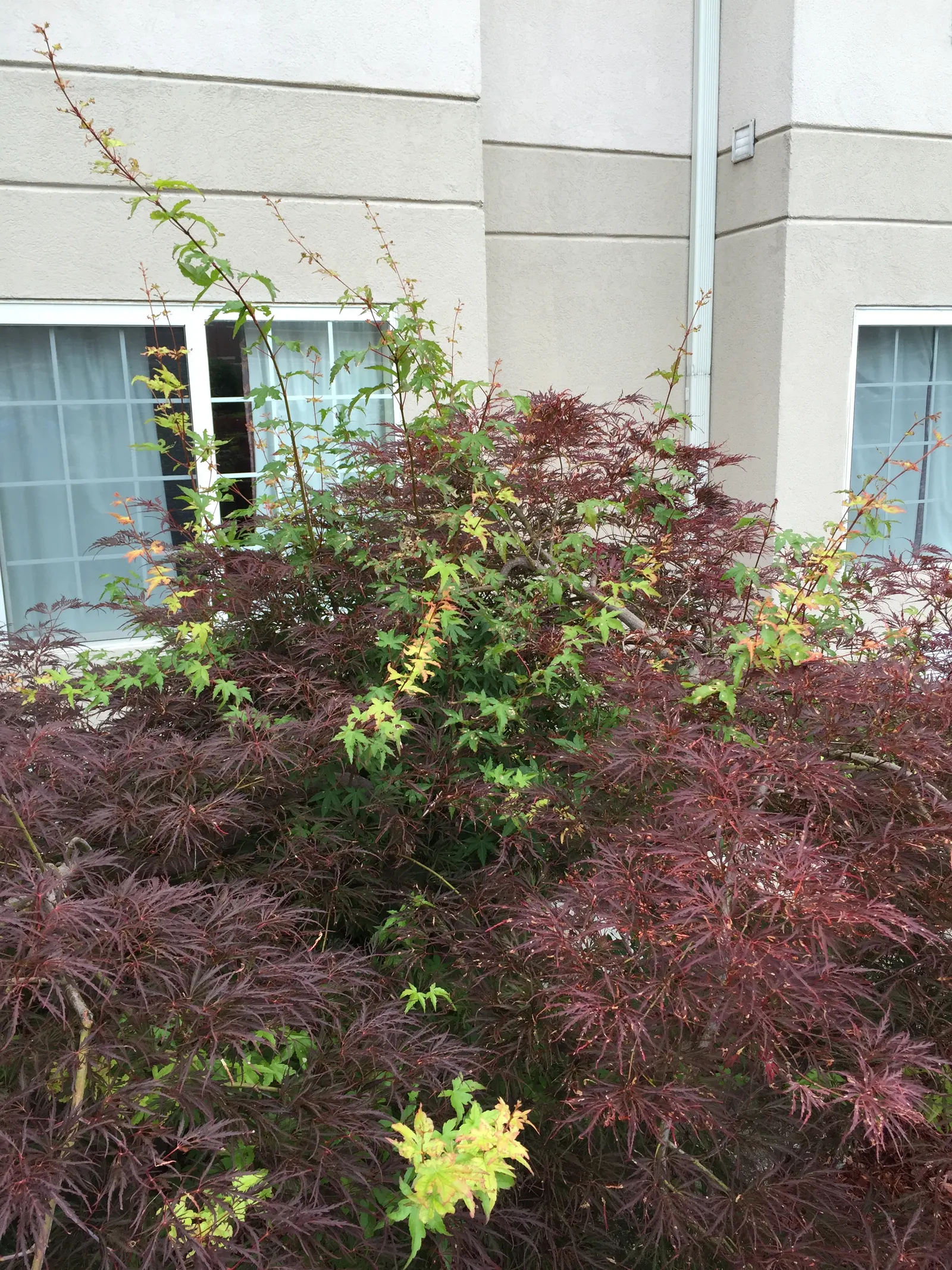 Laceleaf Japanese Maple (Acer Palmatum 'Dissectum Viridis') — This ornamental dwarf tree typically reaches 6 to 8 feet in height and width