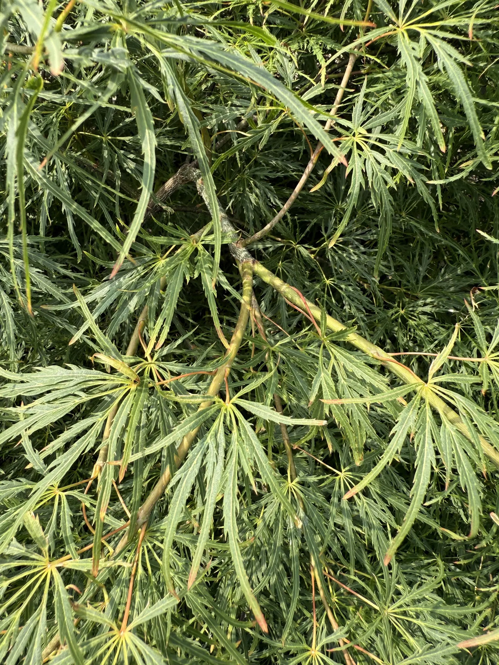 Laceleaf Japanese Maple (Acer Palmatum 'Dissectum Viridis') — Its lace-like leaves are a vibrant green throughout the spring and summer