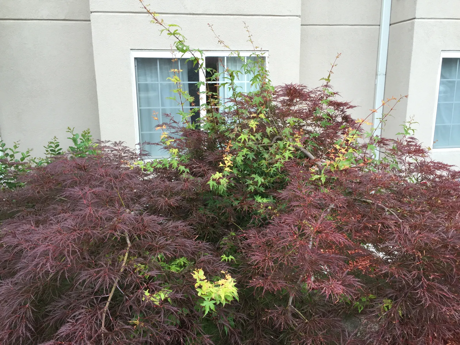 Laceleaf Japanese Maple (Acer Palmatum 'Dissectum Viridis') — turning into a dazzling array of yellows and golds in the autumn.<br><br>The finely dissected