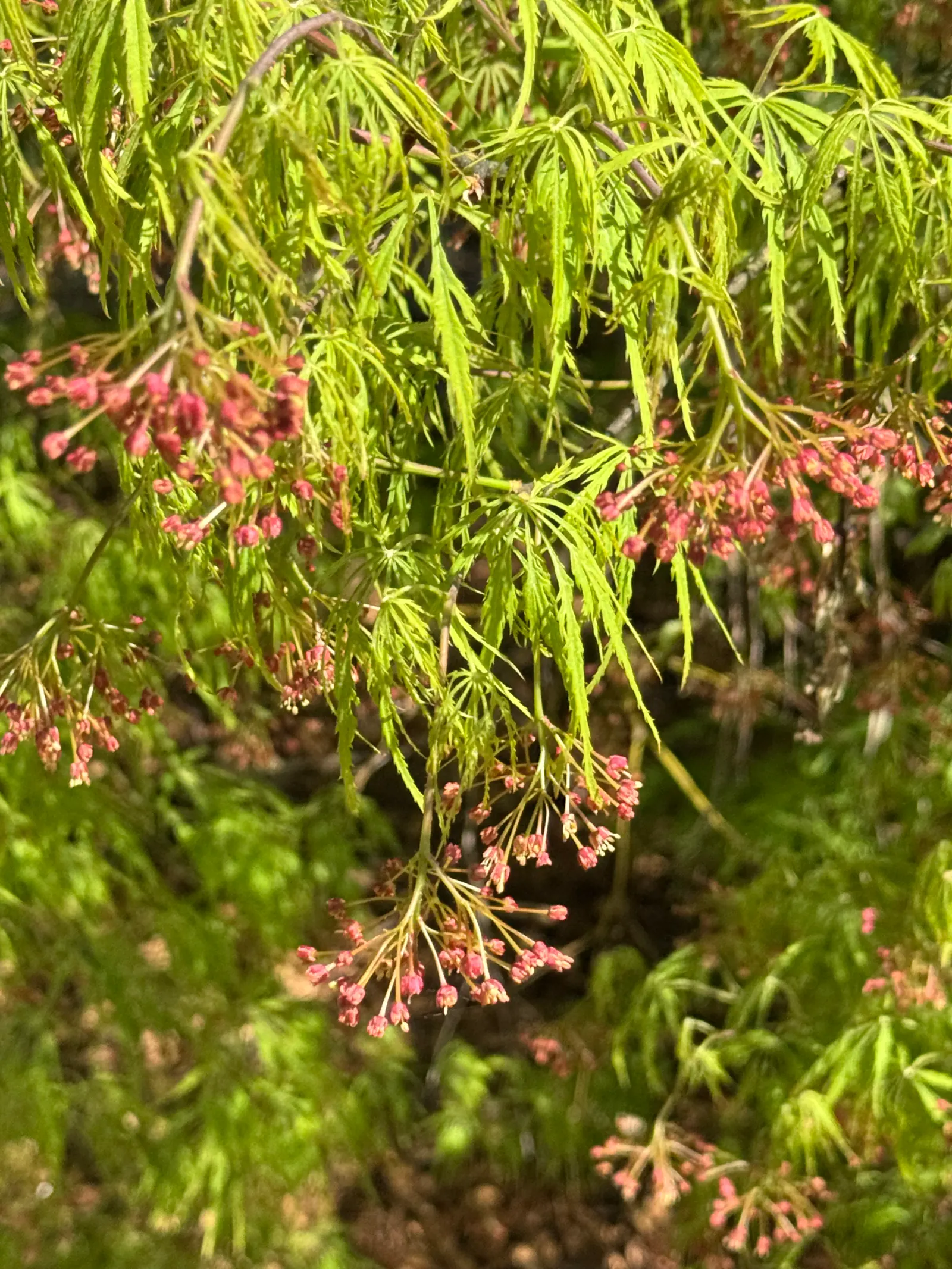 Laceleaf Japanese Maple (Acer Palmatum 'Dissectum Viridis') — reaching a mature height of about 6 to 8 feet