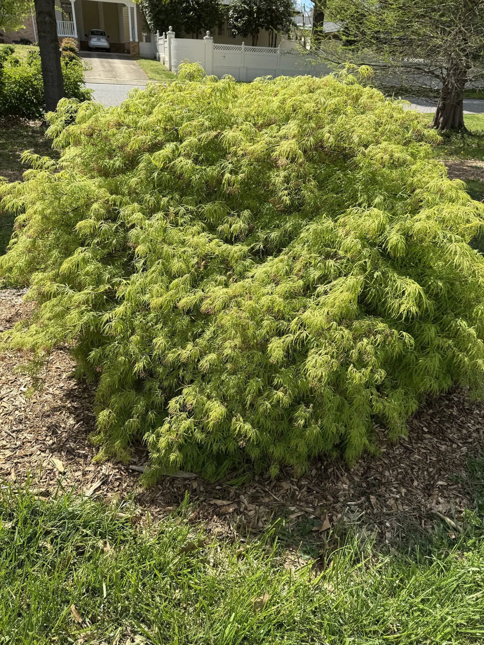 Laceleaf Japanese Maple (Acer Palmatum 'Dissectum Viridis') — which provide a lush green hue in spring and summer before transitioning to vibrant golds in fall
