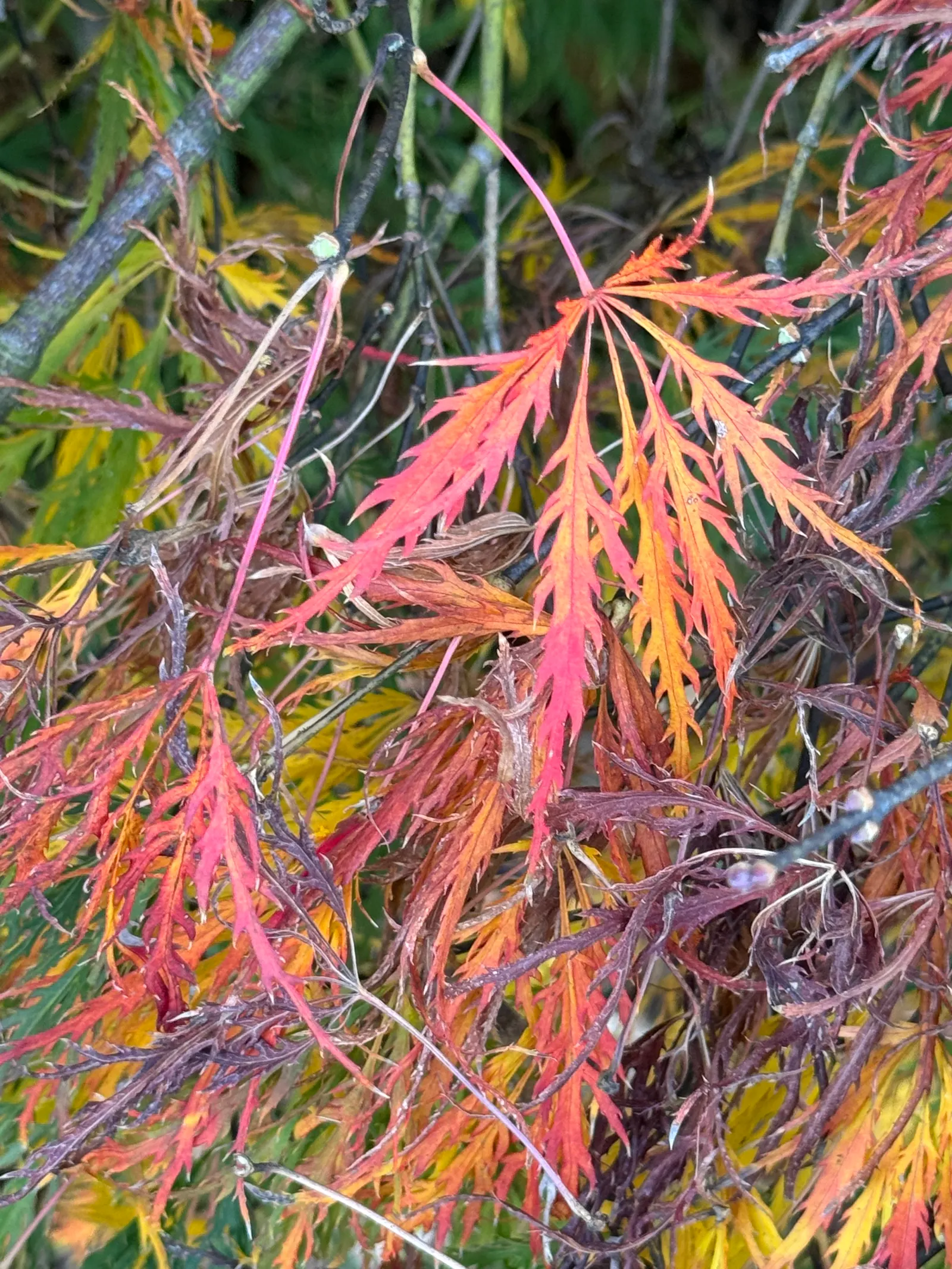 Laceleaf Japanese Maple (Acer Palmatum 'Dissectum Viridis') — though proper drainage is equally important to prevent root rot.<br><br>When designing a landscape