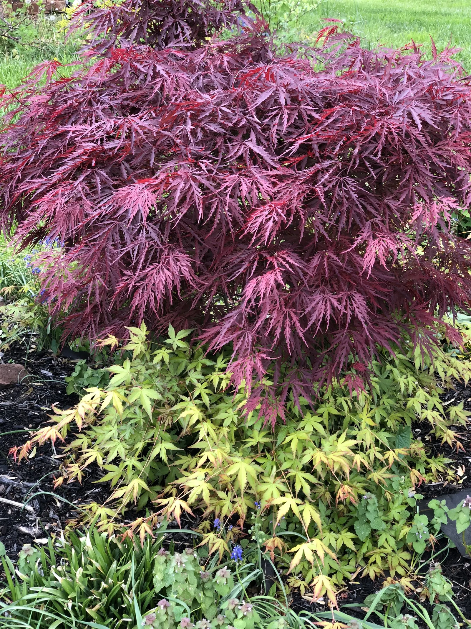 Laceleaf Japanese Maple (Acer Palmatum 'Dissectum Viridis') — It prefers partial shade and well-drained soil, requiring minimal maintenance once established