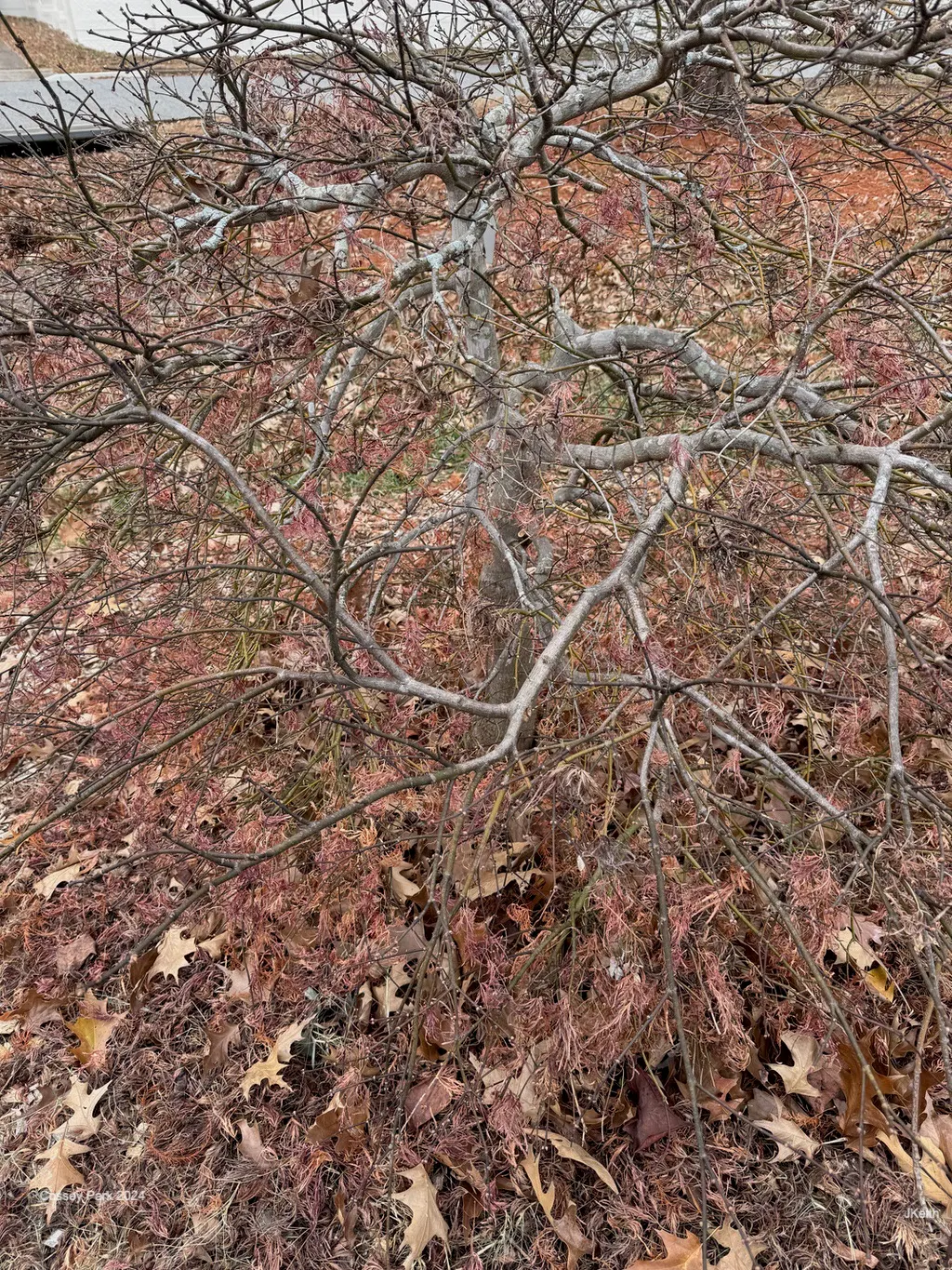 Laceleaf Japanese Maple (Acer Palmatum 'Dissectum Viridis') — with their deeply cut lobes