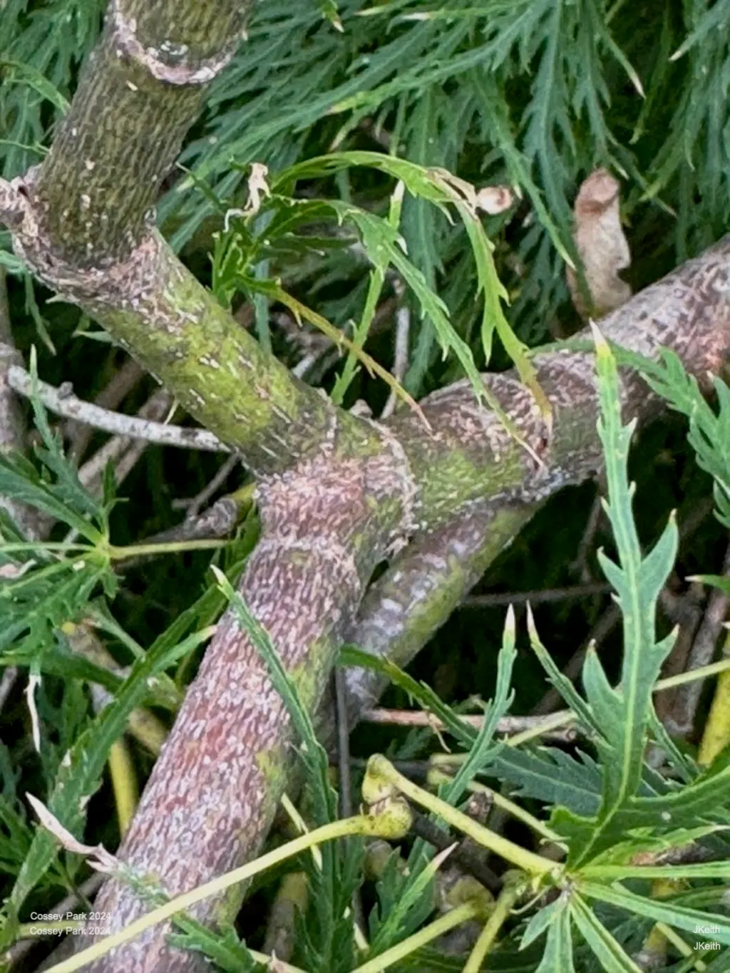Laceleaf Japanese Maple (Acer Palmatum 'Dissectum Viridis') — scientifically named Acer palmatum 'Dissectum Viridis'