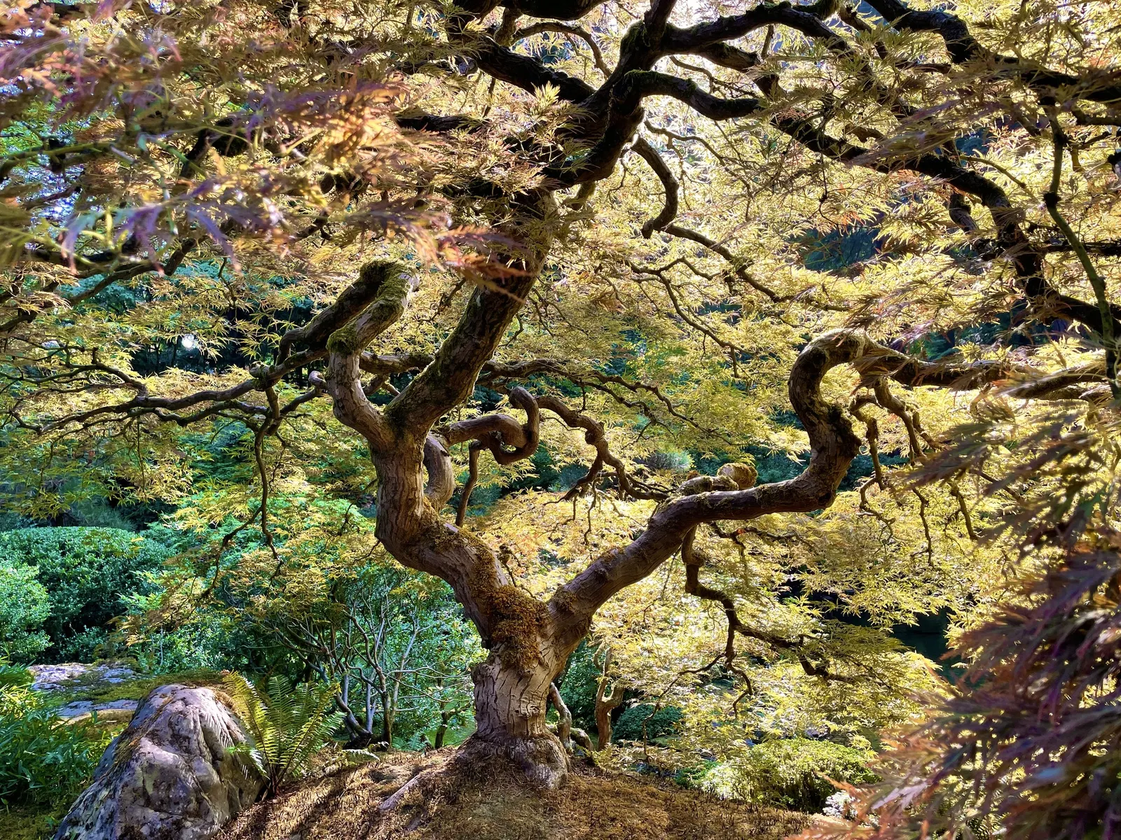 Laceleaf Japanese Maple (Acer Palmatum 'Dissectum Viridis') — feathery texture which contrasts beautifully against more heavily foliaged plants
