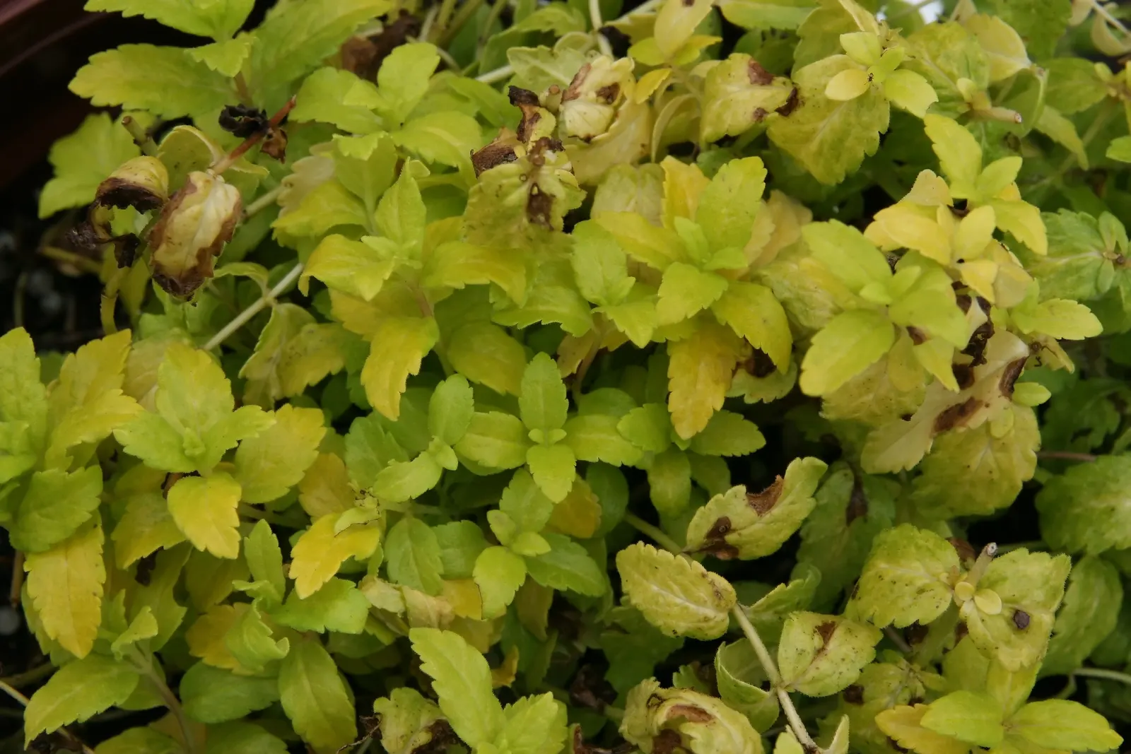Aztec Gold Speedwell (Veronica 'Aztec Gold') — features vibrant yellow foliage complemented by rich blue flower spikes