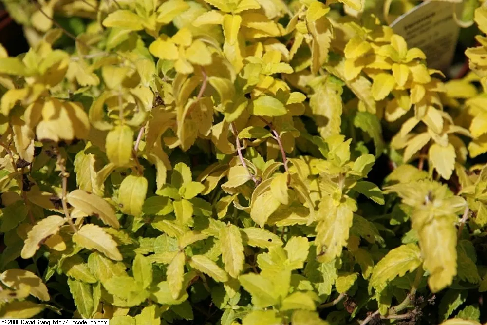 Aztec Gold Speedwell (Veronica 'Aztec Gold') — This perennial thrives in well-drained soil and full to partial sunlight