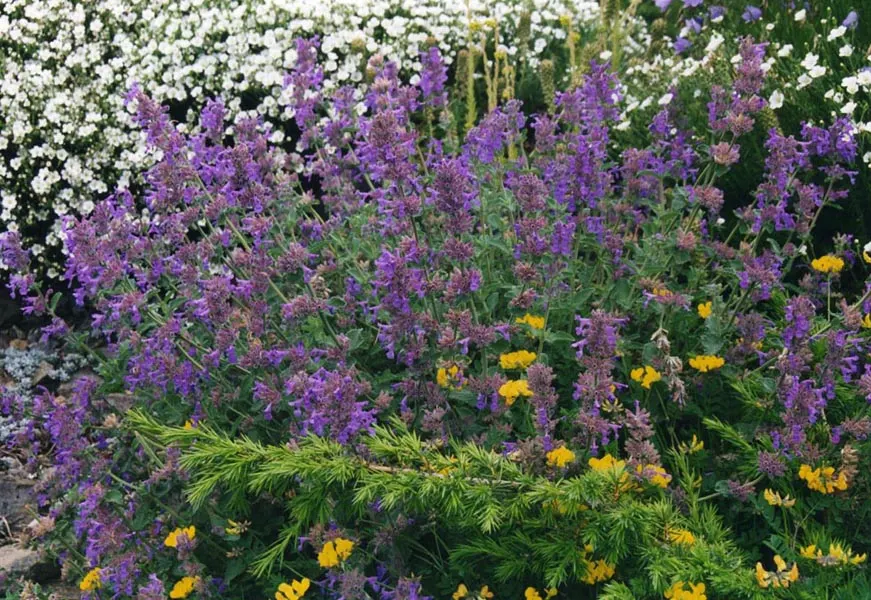 Catmint (Nepeta X Faassenii) — gray-green foliage reaching 1-2 feet tall and wide; typically reaching a height of 12 to 18 inches with a spread of 18 to 24