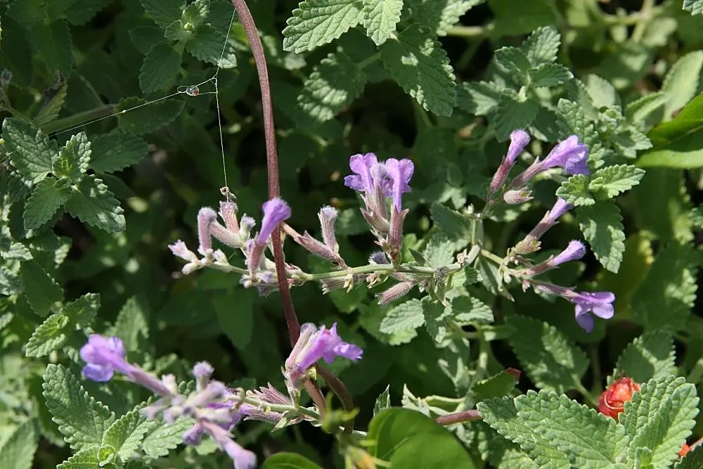 Catmint (Nepeta X Faassenii) — and widespread appeal in various landscape designs