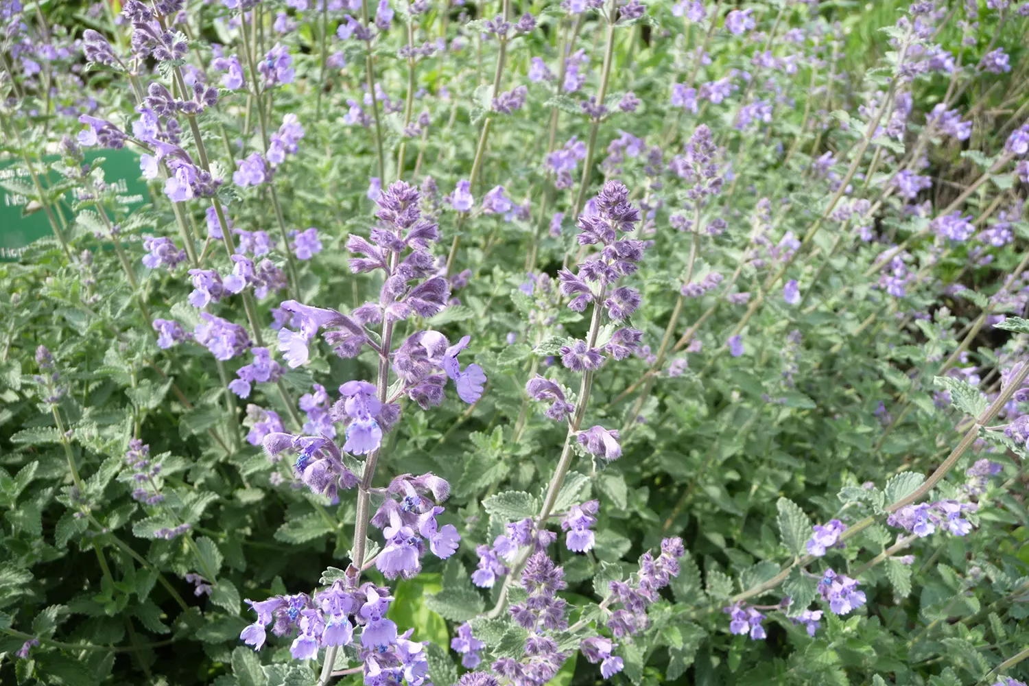 Catmint (Nepeta X Faassenii) — it's a low-maintenance addition offering lasting charm and interest