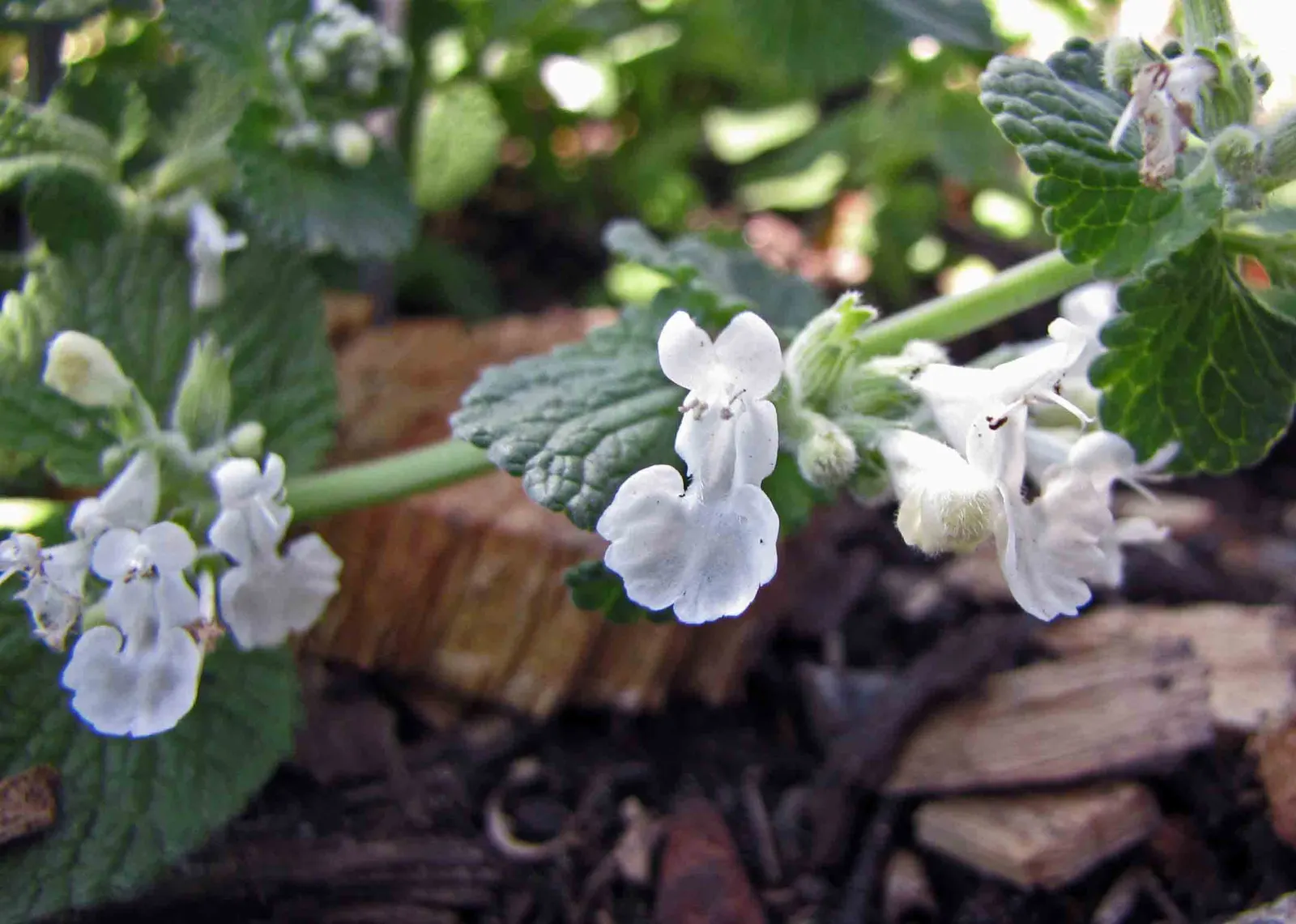 Catmint (Nepeta X Faassenii) — regular watering during the initial growth period is beneficial in promoting a robust root system