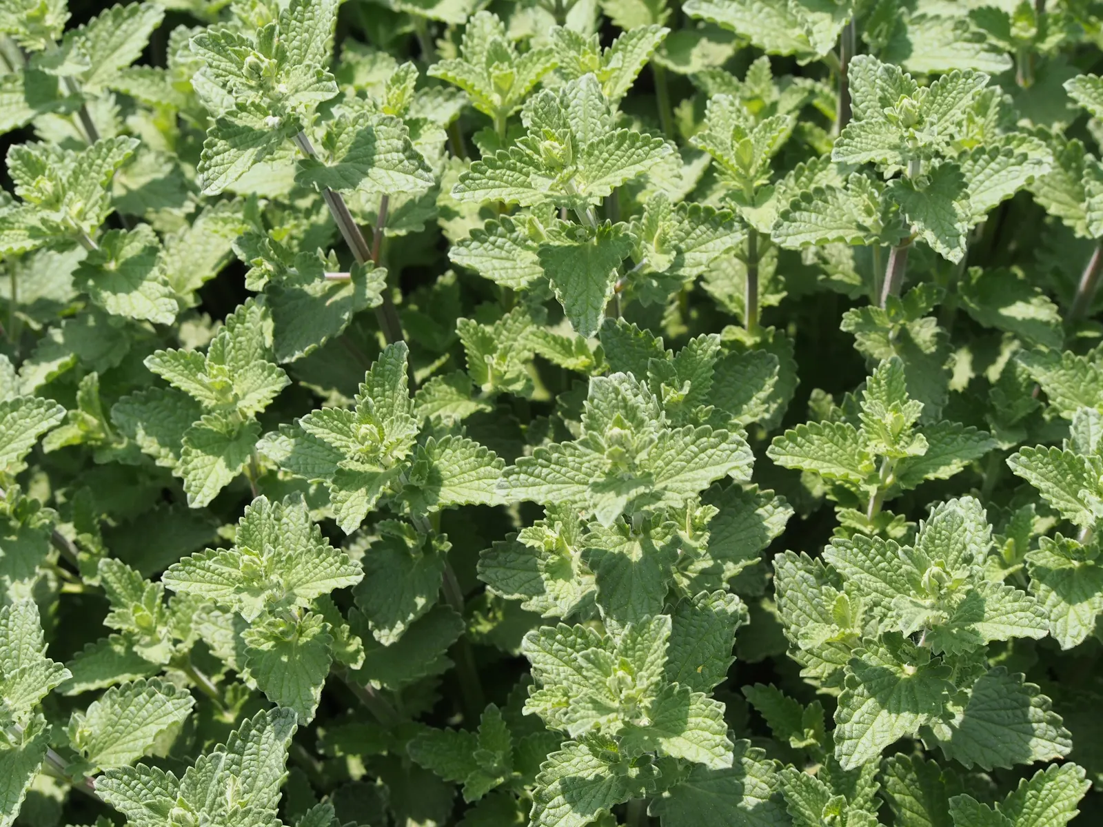 Catmint (Nepeta X Faassenii) — Ca&trade;int (Nepeta x faassenii) is a hardy perennial with fragrant