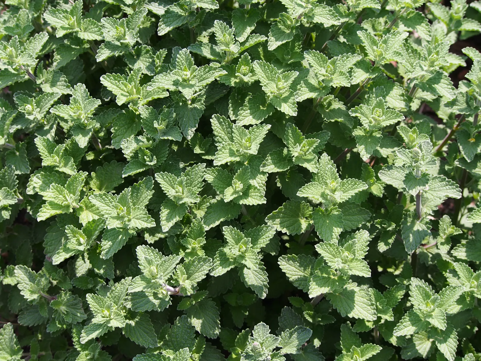 Catmint (Nepeta X Faassenii) — textured leaves from late spring into early autumn