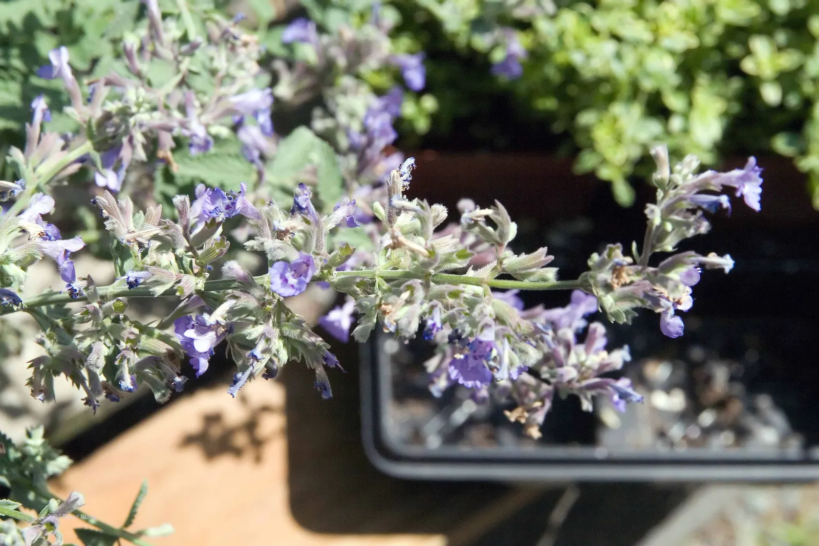 Catmint (Nepeta X Faassenii) — blue and lavender flowers in the garden