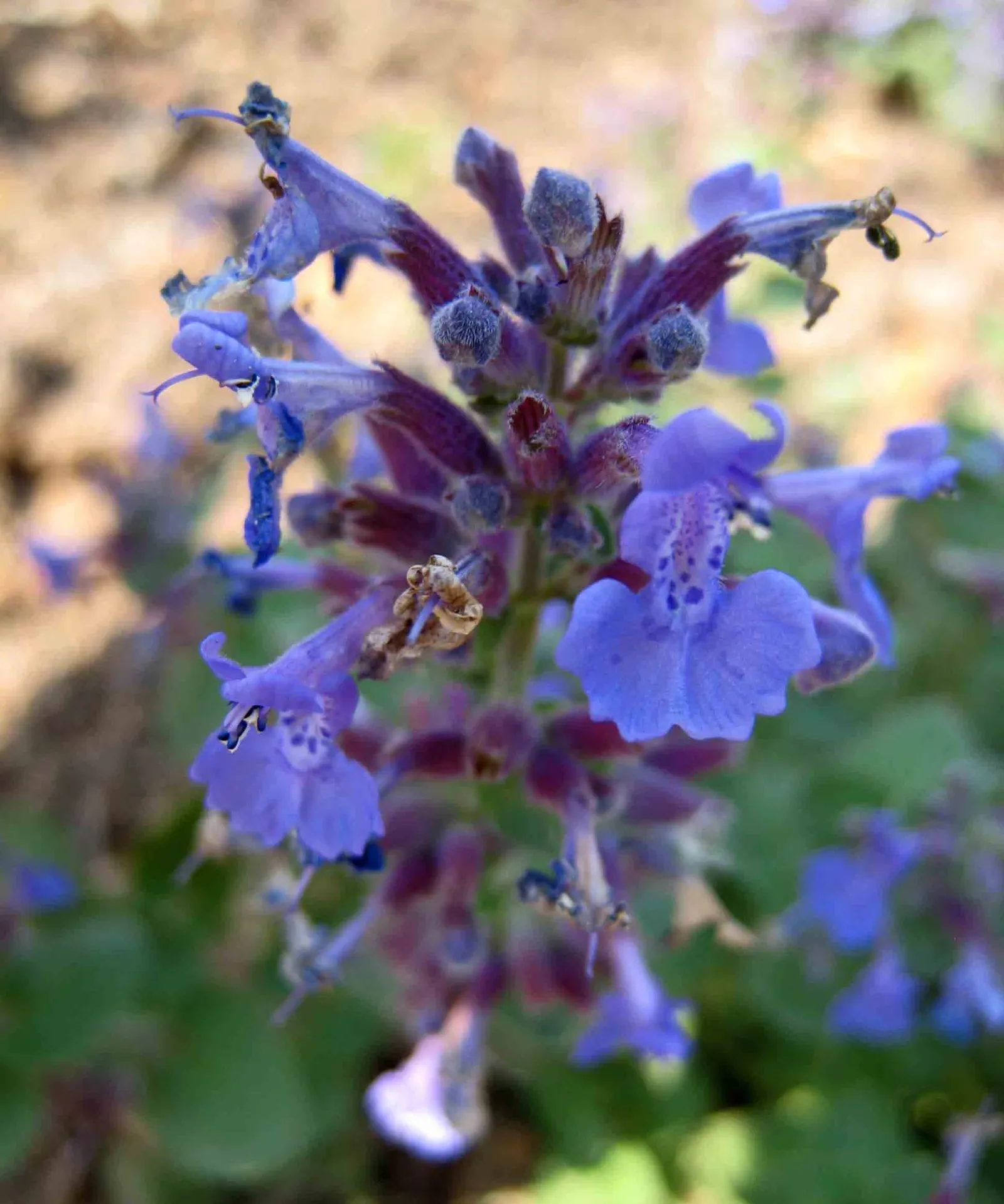 Catmint (Nepeta X Faassenii) — typically reaching a height of 12 to 18 inches with a spread of 18 to 24 inches