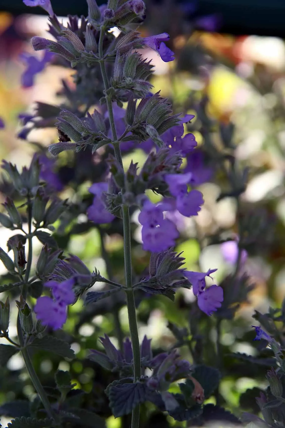 Catmint (Nepeta X Faassenii) — is a popular perennial herbaceous plant renowned for its ease of growth; can be utilized in rockeries
