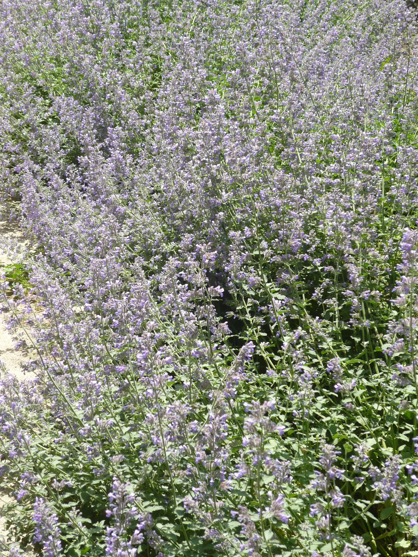 Catmint (Nepeta X Faassenii) — This drought-tolerant plant thrives in full sun to part shade in well-drained soil