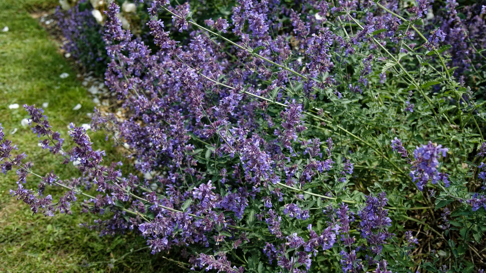 Catmint (Nepeta X Faassenii) — maintaining plant health and visual aesthetics