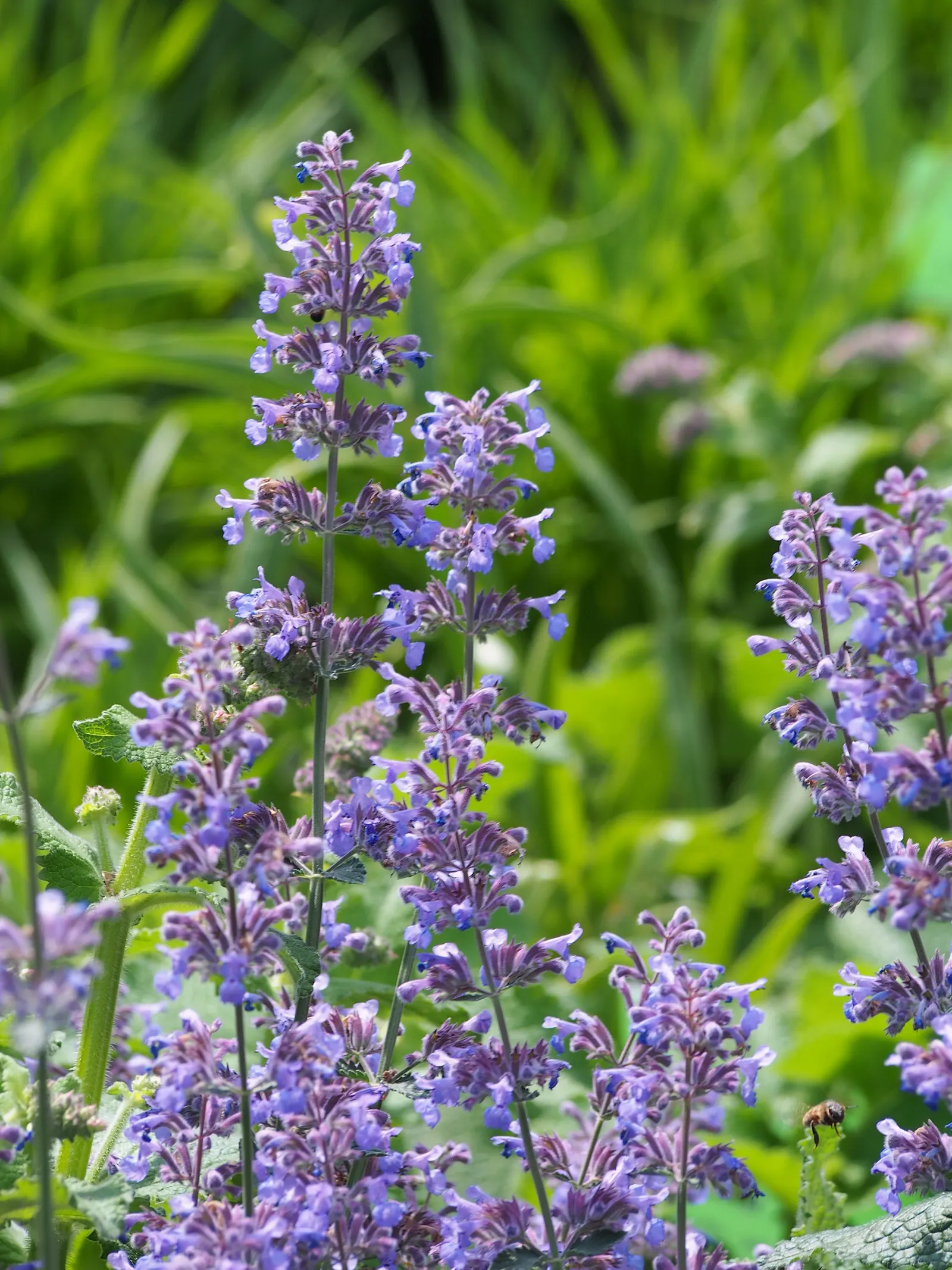 Catmint (Nepeta X Faassenii) — It serves as an excellent border plant