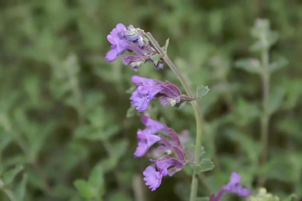 Catmint (Nepeta X Faassenii) — is a popular perennial herbaceous plant renowned for its ease of growth