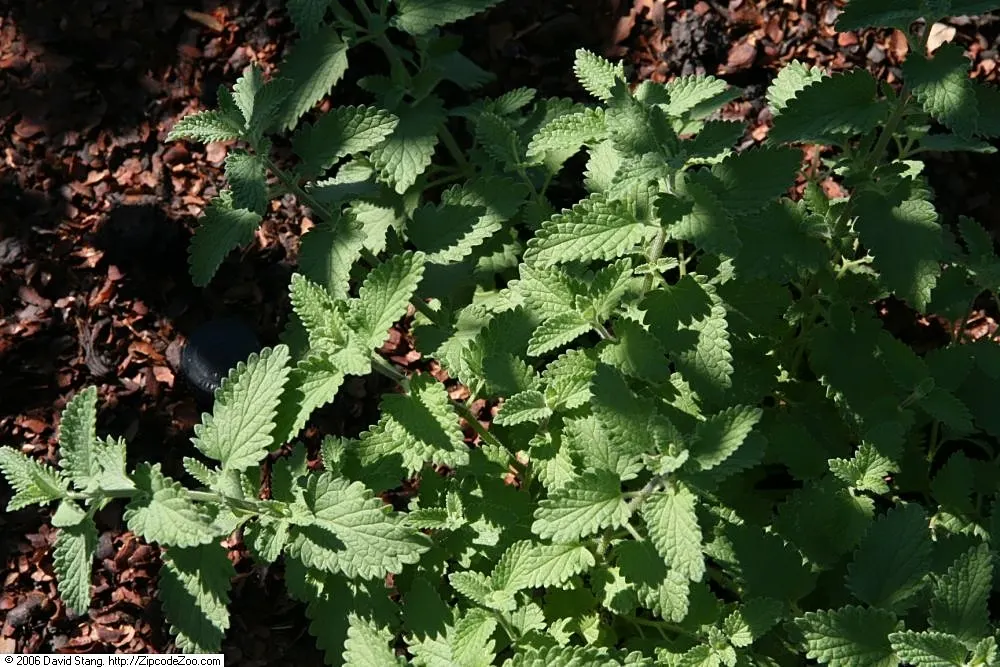 Catmint (Nepeta X Faassenii) — attracting bees and butterflies while repelling deer; ca&trade;int (Nepeta x faassenii) is a hardy perennial with fragrant