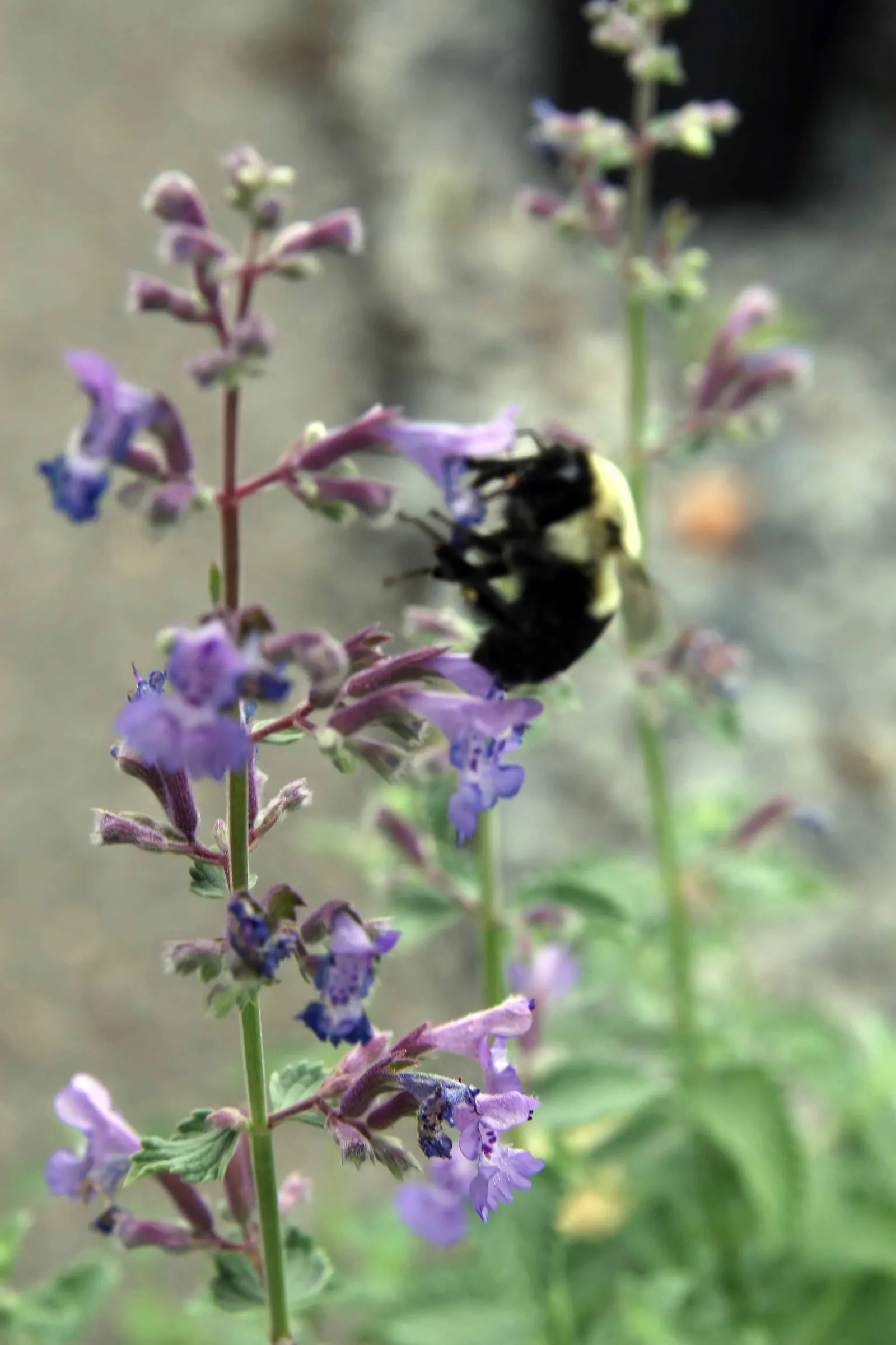Catmint (Nepeta X Faassenii) — including its ability to deter deer and rabbits