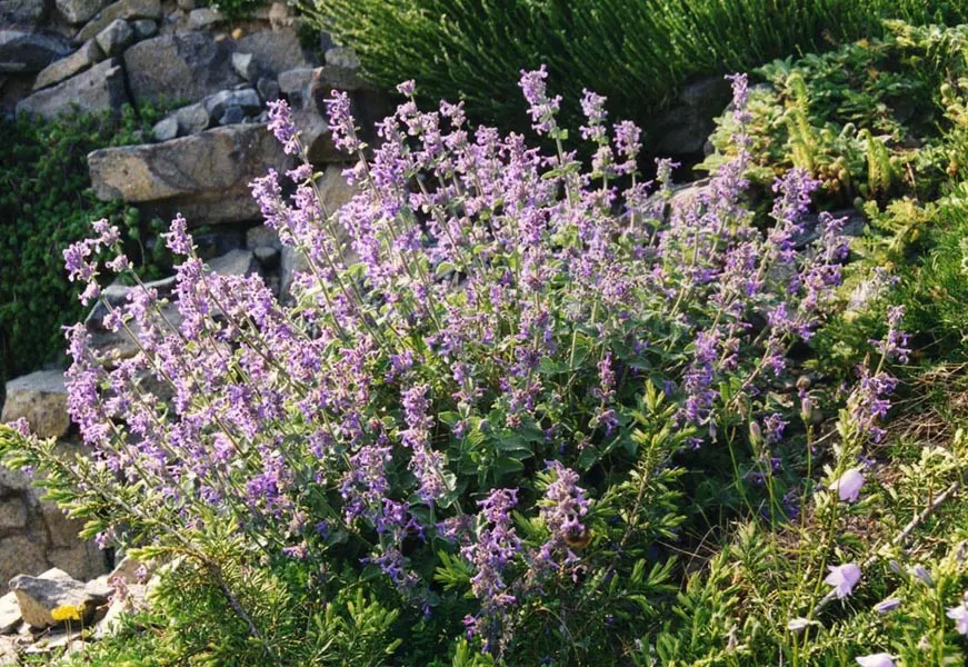 Catmint (Nepeta X Faassenii) — This hybrid species exhibits a mounding growth habit; attracting bees and butterflies while repelling deer