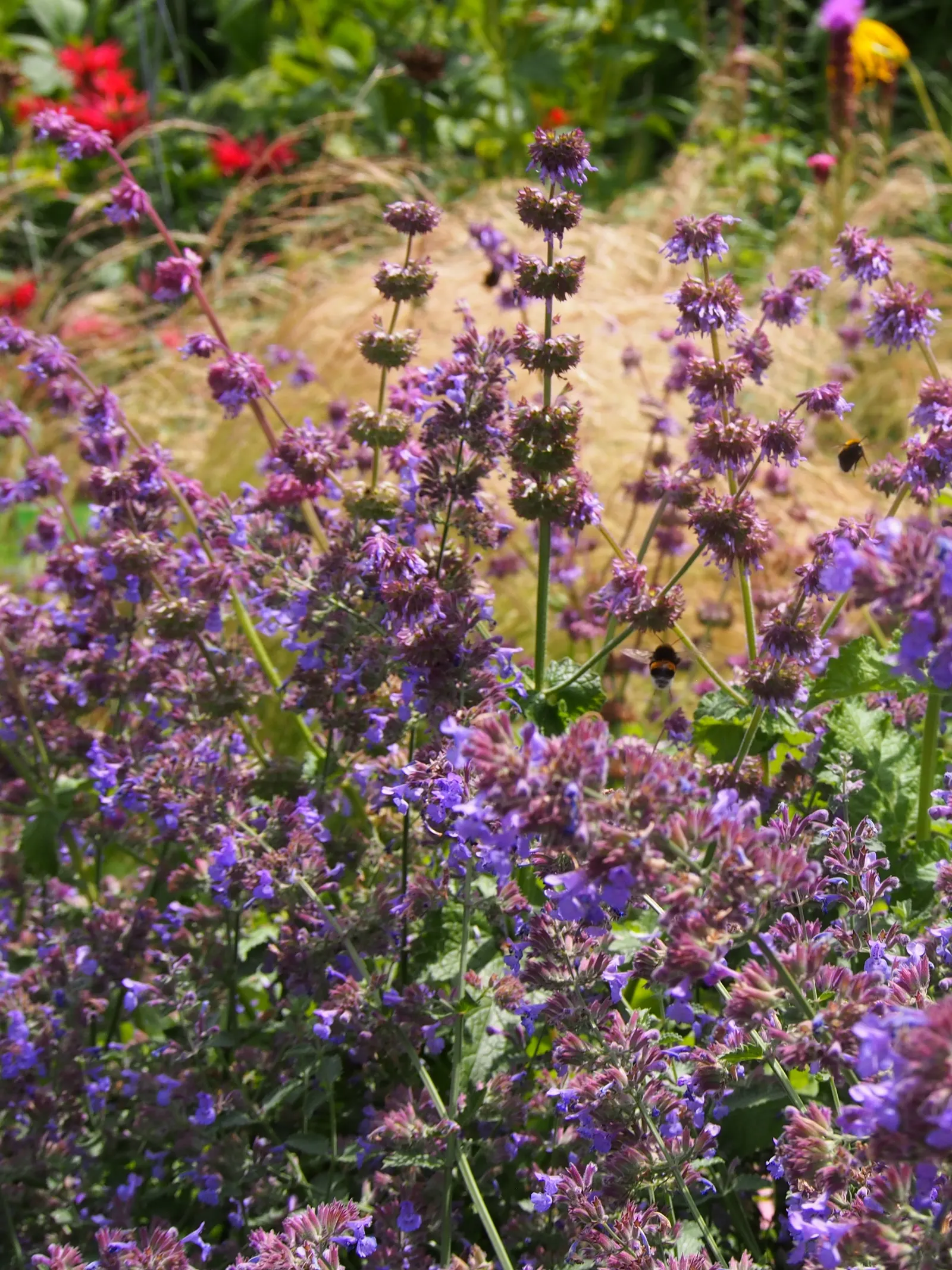 Catmint (Nepeta X Faassenii) — This hybrid species exhibits a mounding growth habit