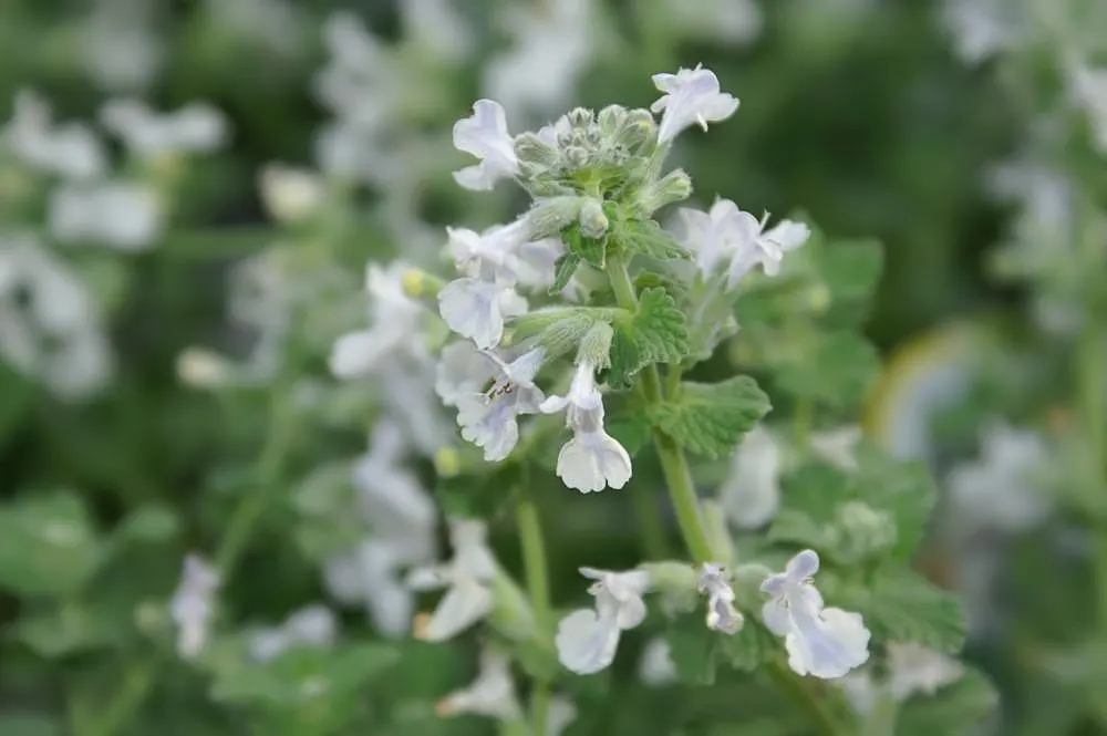 Catmint (Nepeta X Faassenii) — Nepeta x faassenii should be spaced approximately 18 to 20 inches apart to allow for maturity and airflow