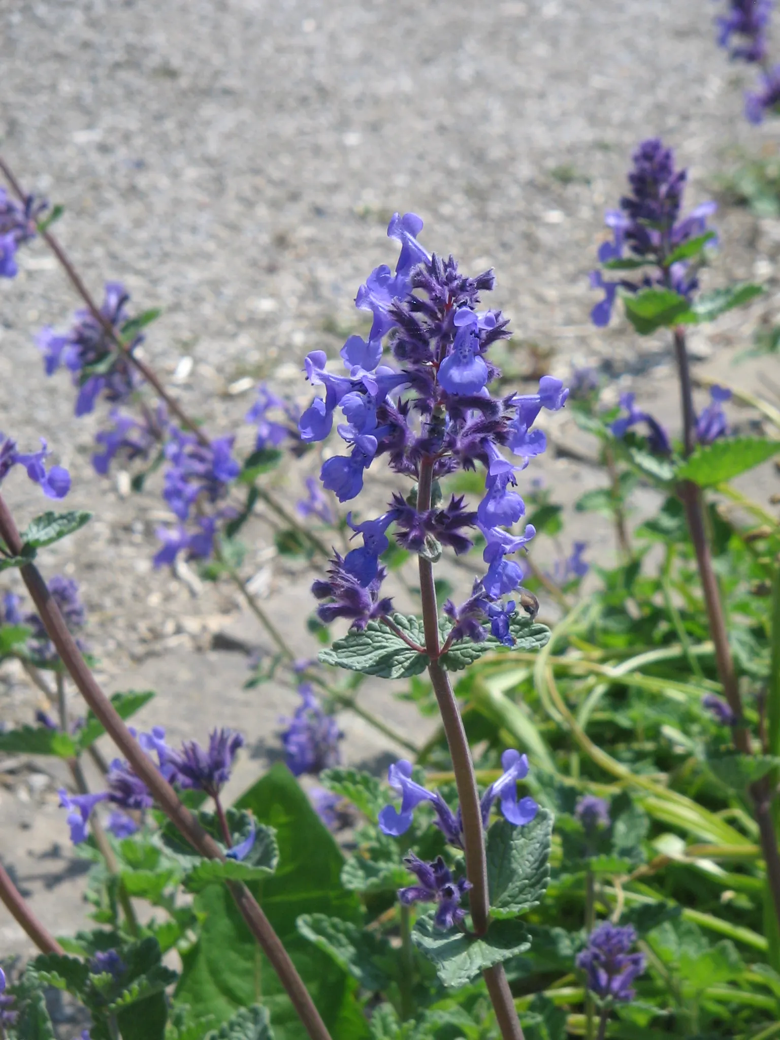 Catmint (Nepeta X Faassenii) — and is effective when mass-planted for a swath of color