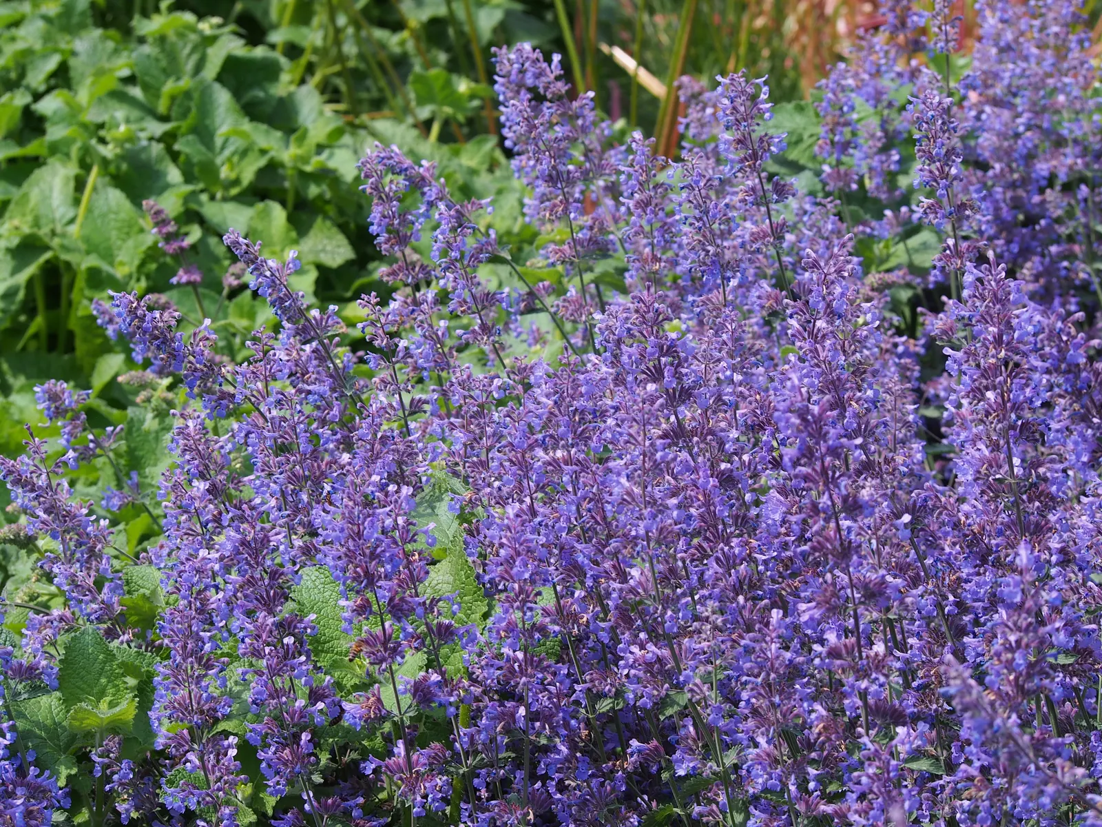Catmint (Nepeta X Faassenii) — Also noteworthy is the plant's hardiness