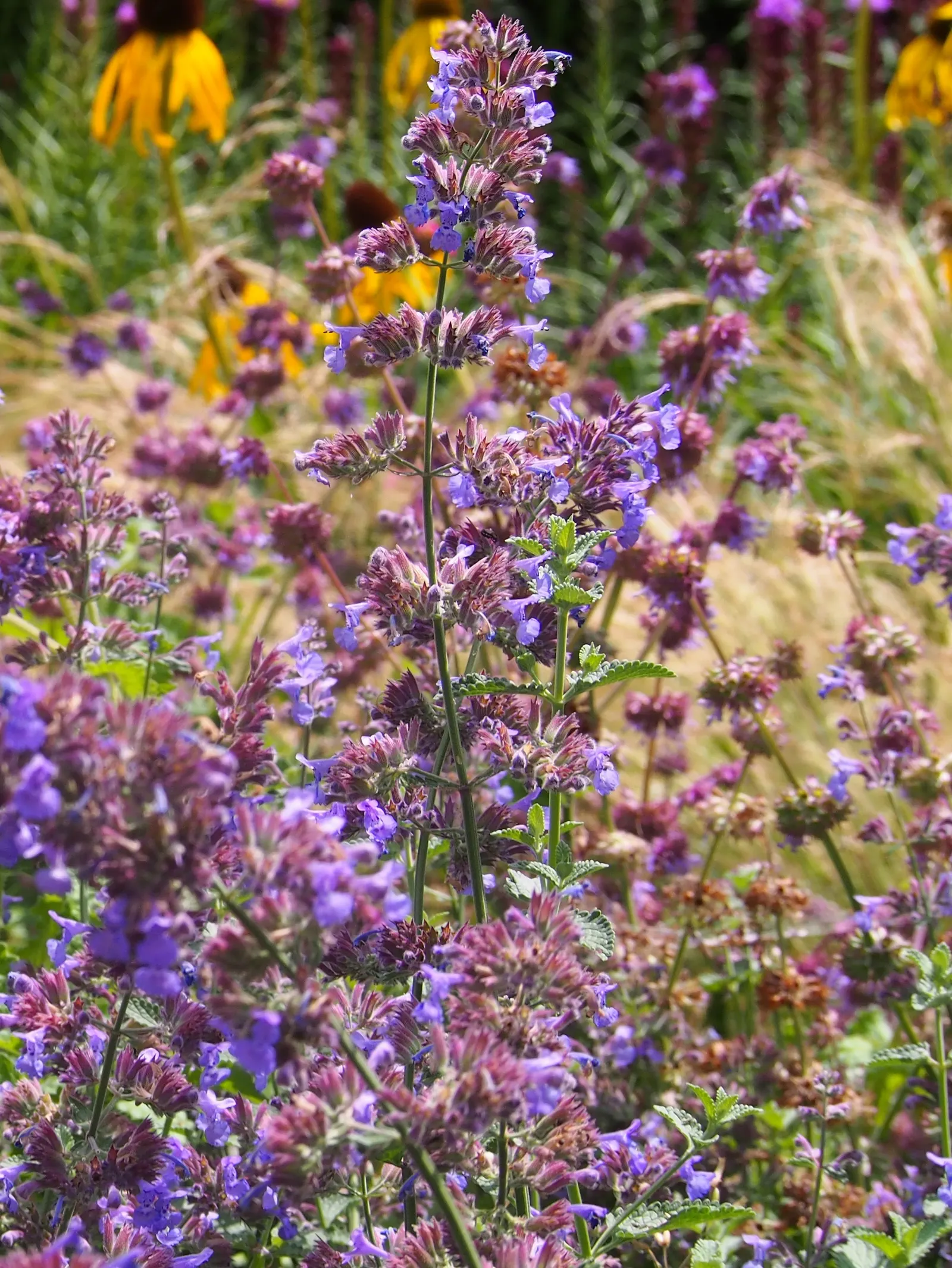 Catmint (Nepeta X Faassenii) — where it prefers well-drained soil