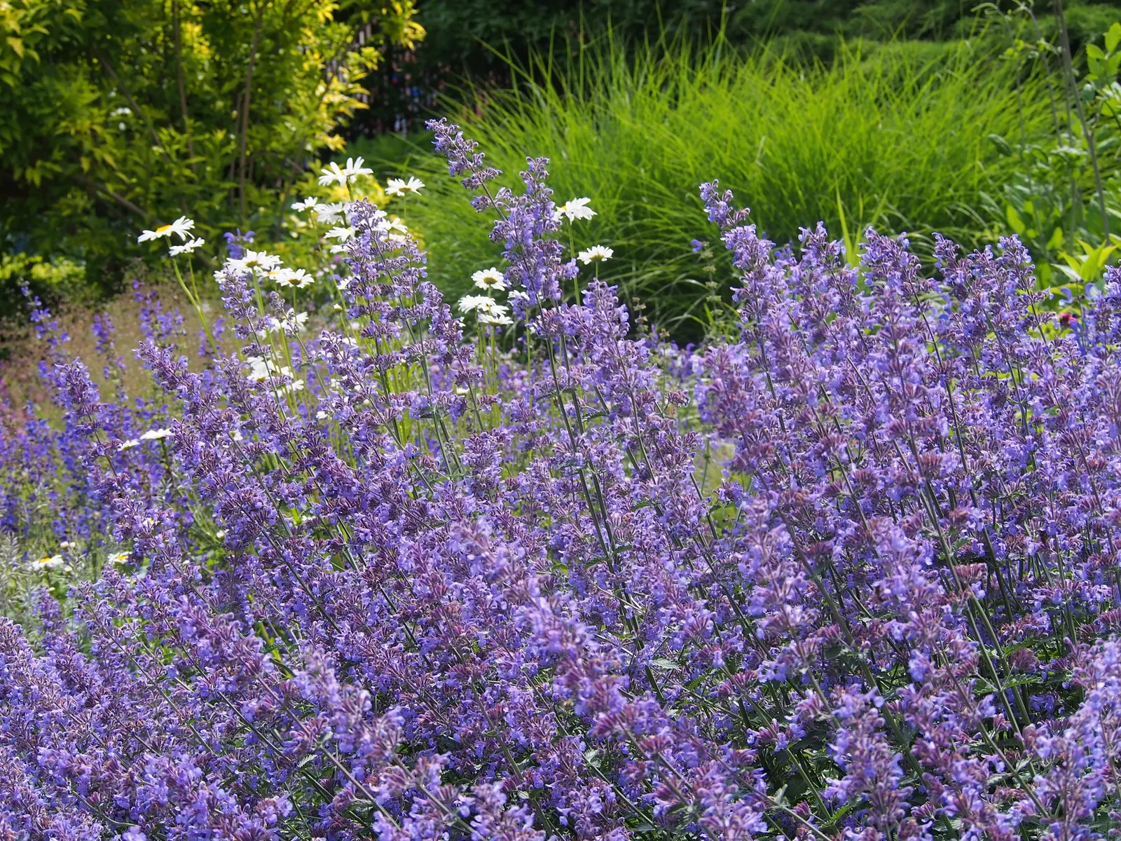 Catmint (Nepeta X Faassenii) — its aromatic leaves can be crushed to release a pleasant fragrance