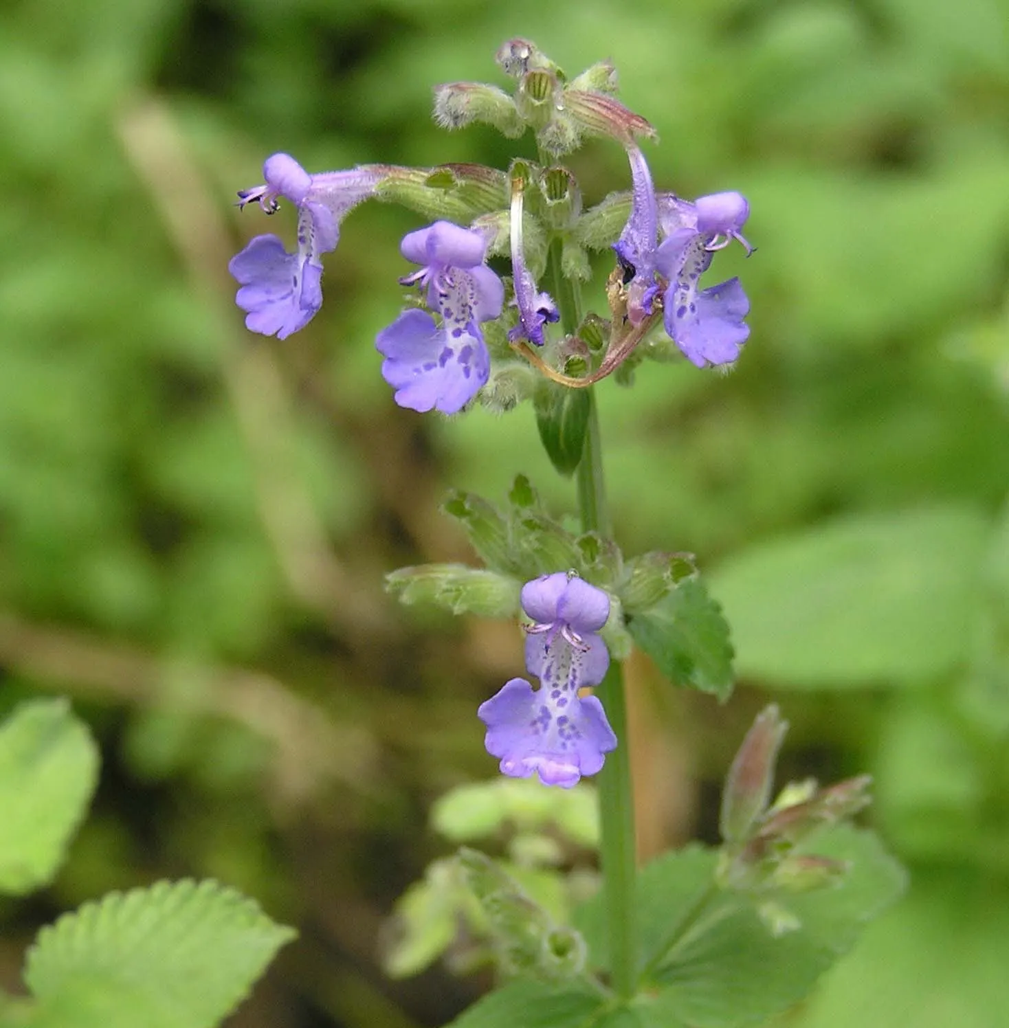 Catmint (Nepeta X Faassenii) — It boasts a profusion of lavender-blue flowers that emerge on spikes above the gray-green