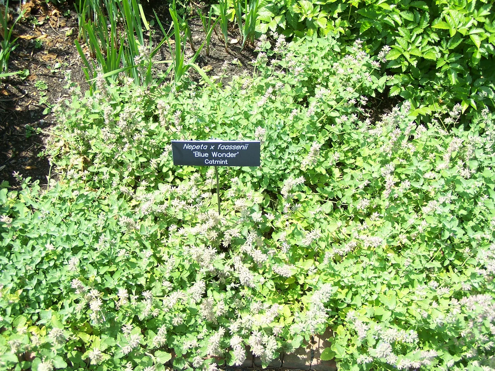 Catmint (Nepeta X Faassenii) — This drought-tolerant plant thrives in full sun to part shade in well-drained soil; and the flowers are a magnet for pollinators