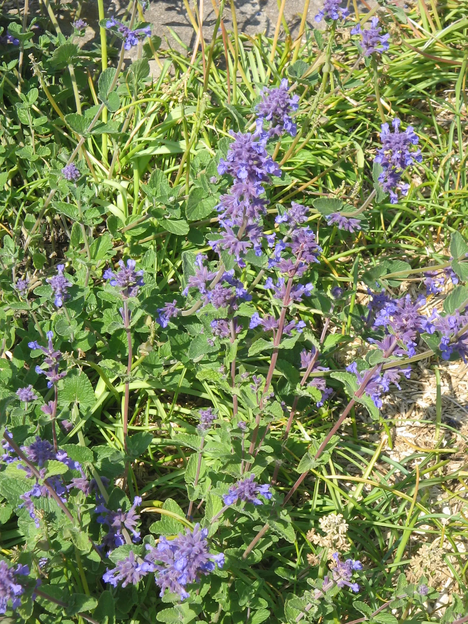 Catmint (Nepeta X Faassenii) — make it a valuable addition to any garden