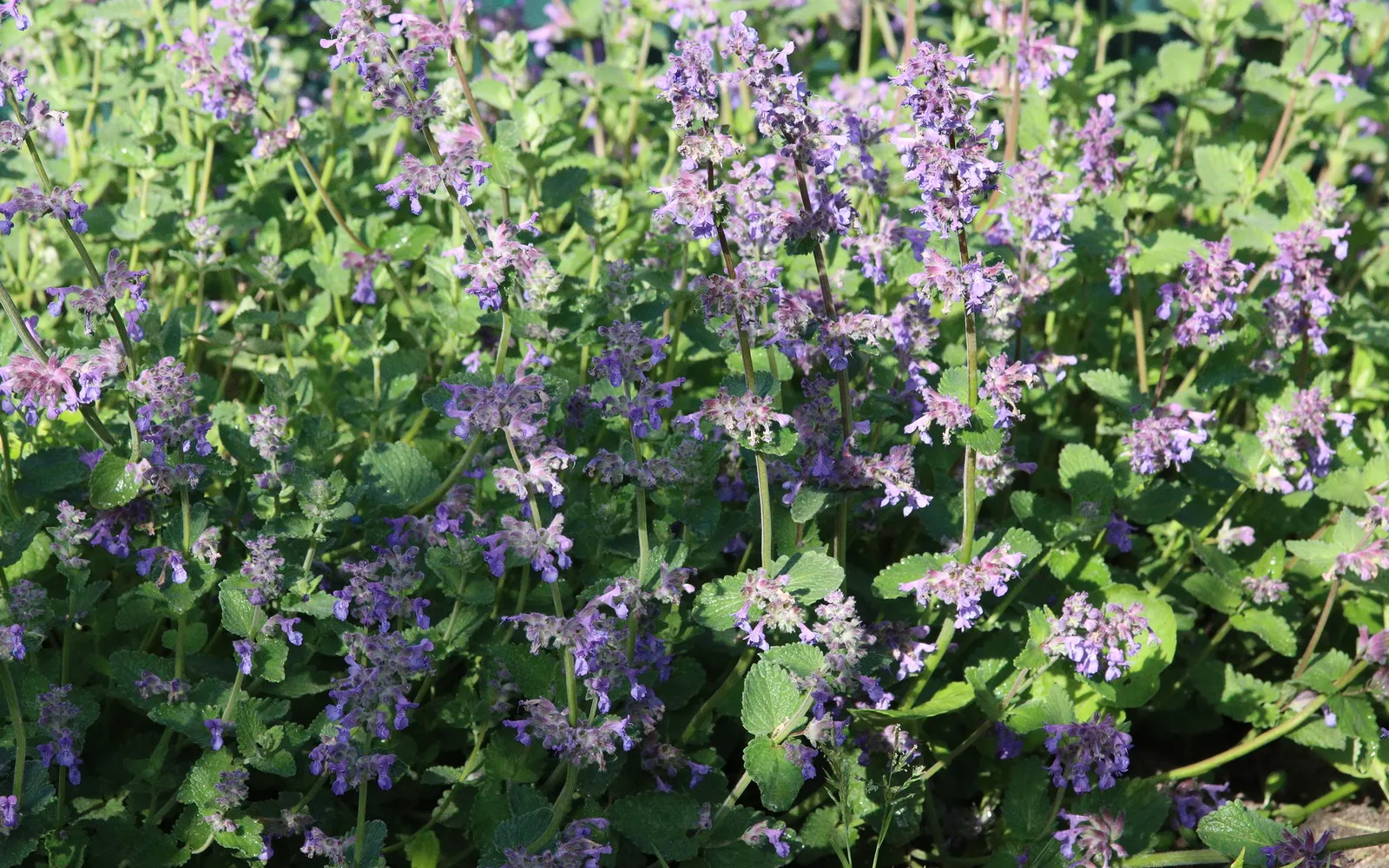 Catmint (Nepeta X Faassenii) — ground cover / perennial with blue and lavender blooms