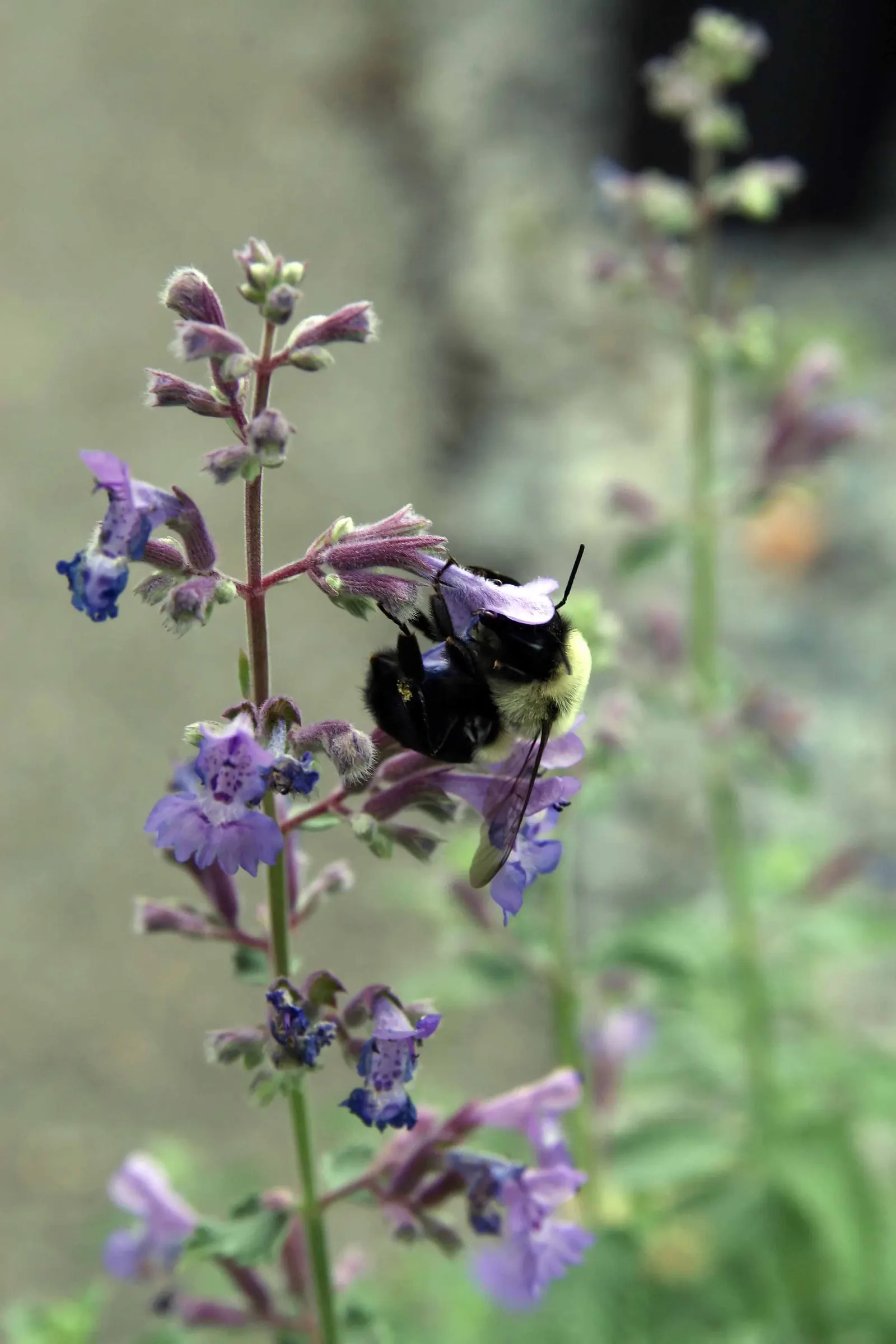 Catmint (Nepeta X Faassenii) — It boasts lavender-blue flowers from late spring to early fall