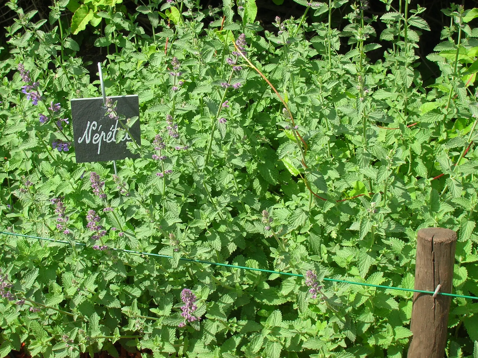 Catmint (Nepeta X Faassenii) — Ca™int (Nepeta x faassenii) is a hardy perennial with fragrant; this drought-tolerant plant thrives in full sun to part