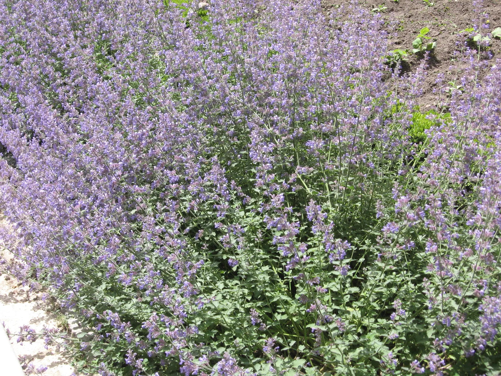 Catmint (Nepeta X Faassenii) — and widespread appeal in various landscape designs; blue and lavender flowers in the garden