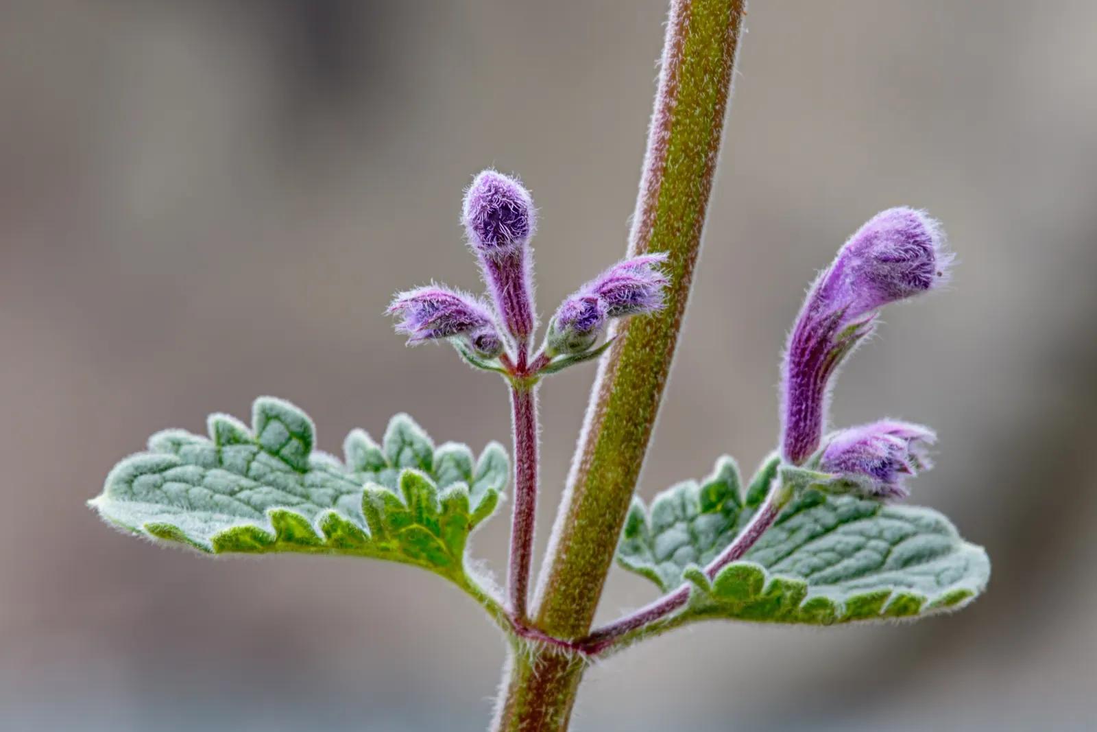 Catmint (Nepeta X Faassenii) — commonly referred to as Catmint