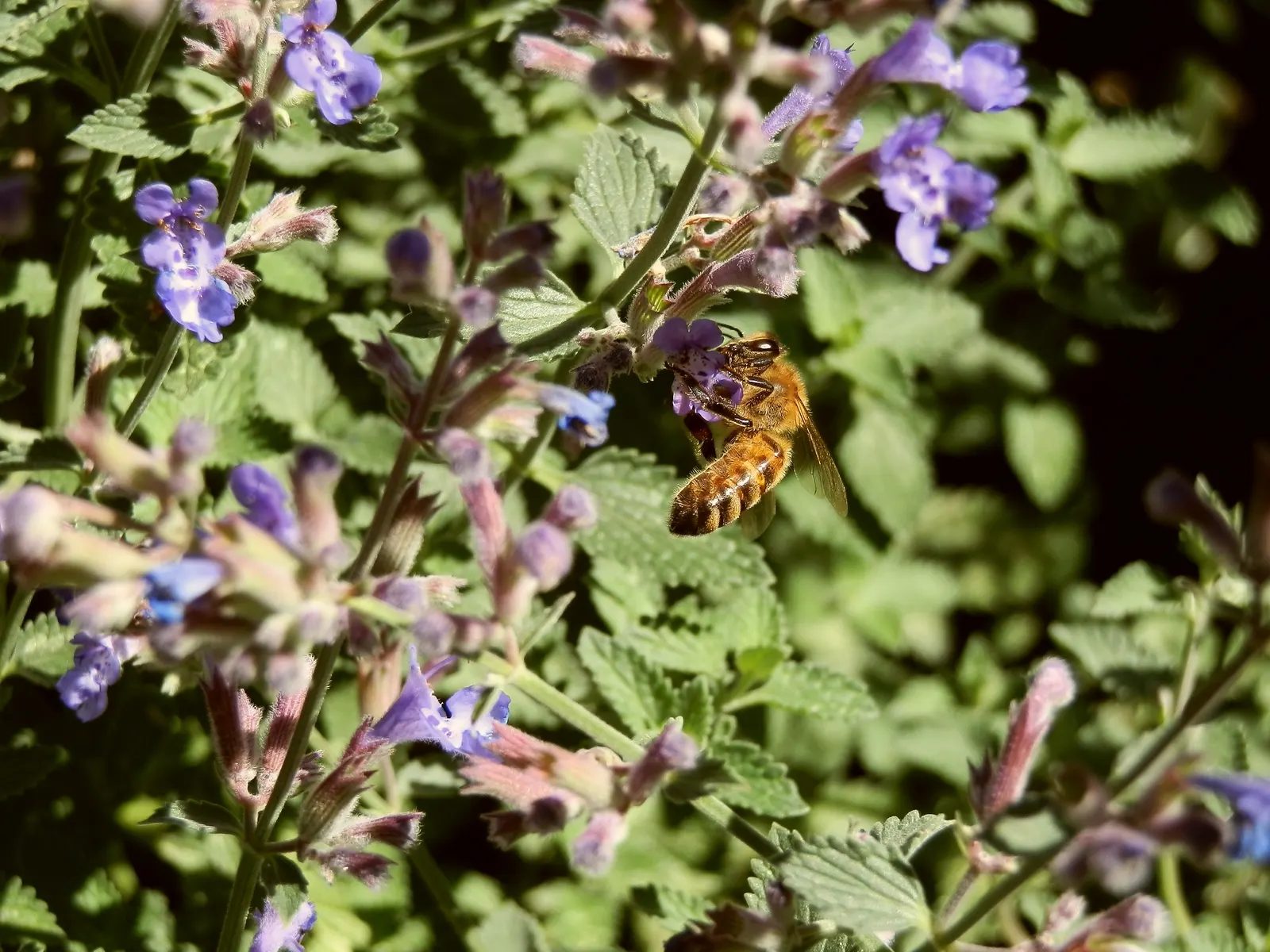 Catmint (Nepeta X Faassenii) — attracting bees and butterflies while repelling deer