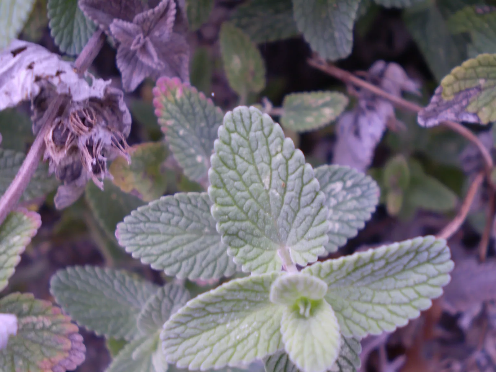 Catmint (Nepeta X Faassenii) — can be utilized in rockeries