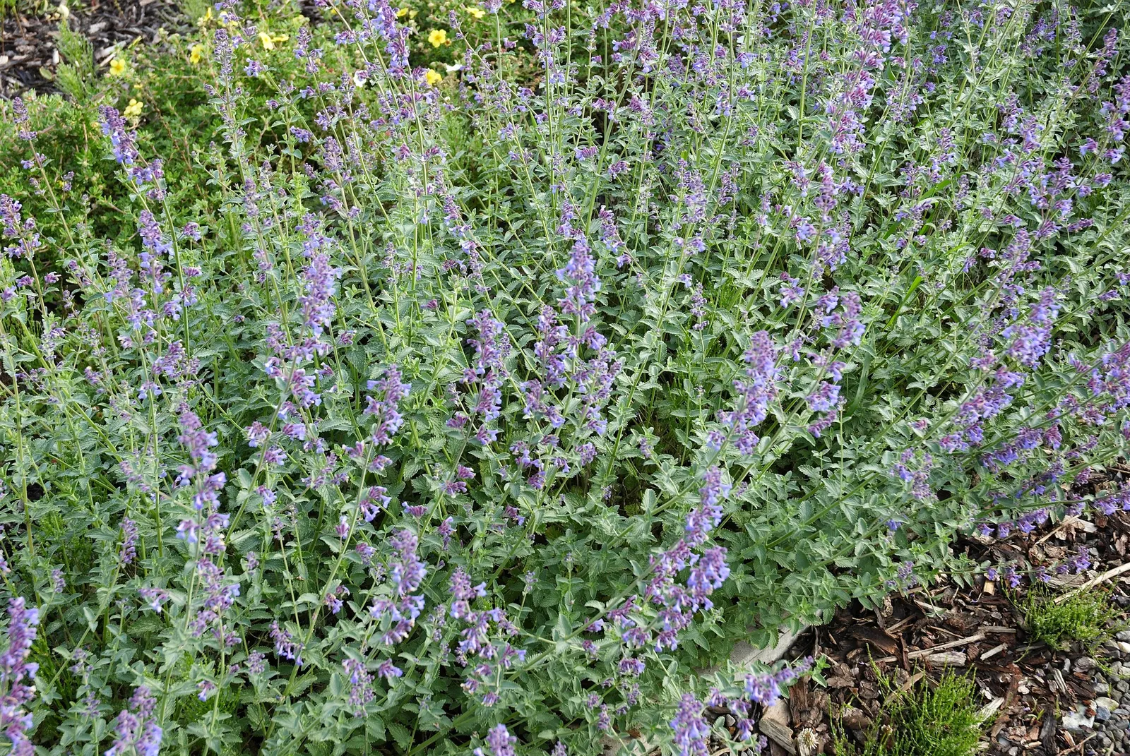 Catmint (Nepeta X Faassenii) — gray-green foliage reaching 1-2 feet tall and wide
