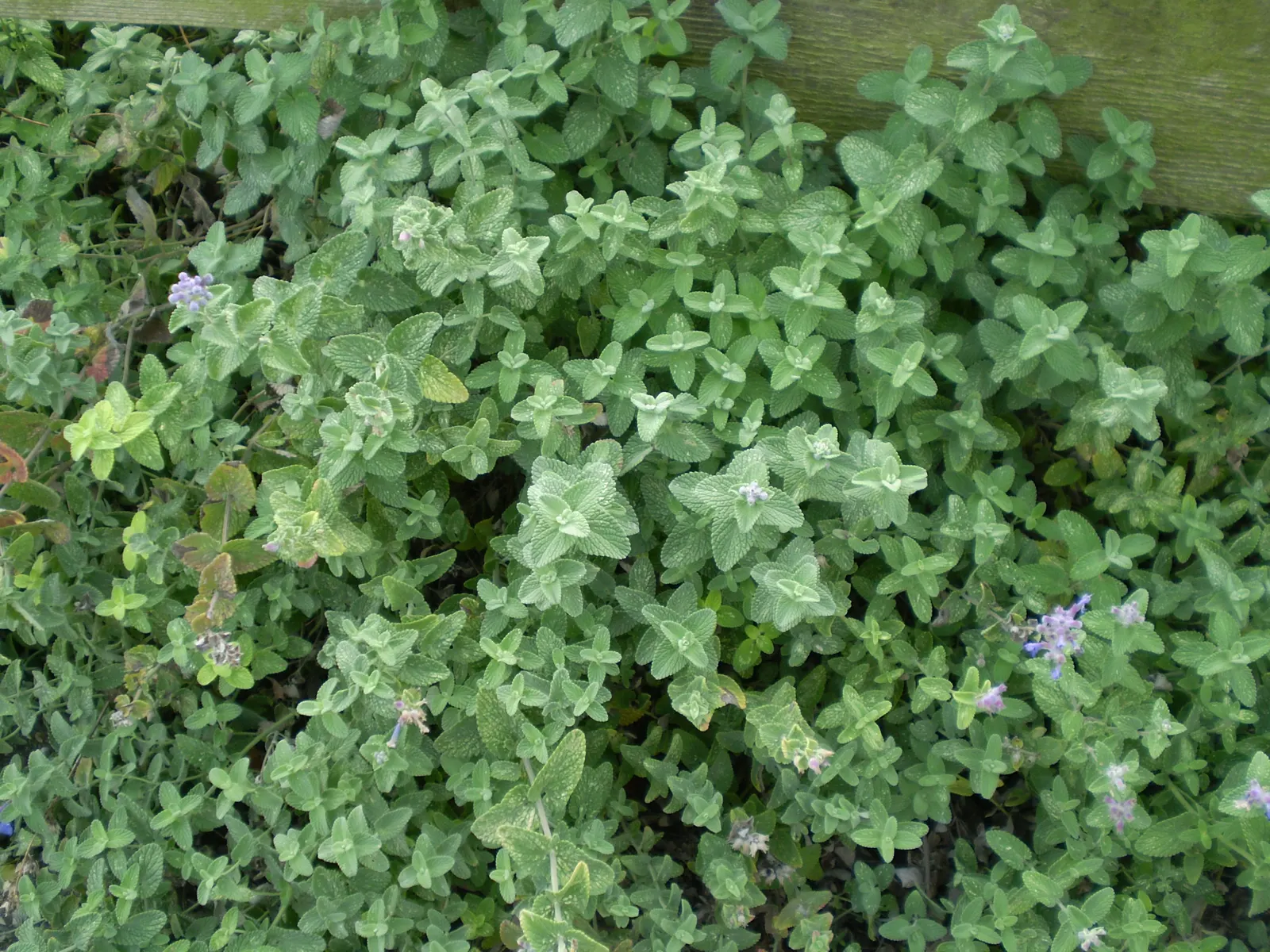 Catmint (Nepeta X Faassenii) — It boasts lavender-blue flowers from late spring to early fall; ranging from USDA zones 3 through 8