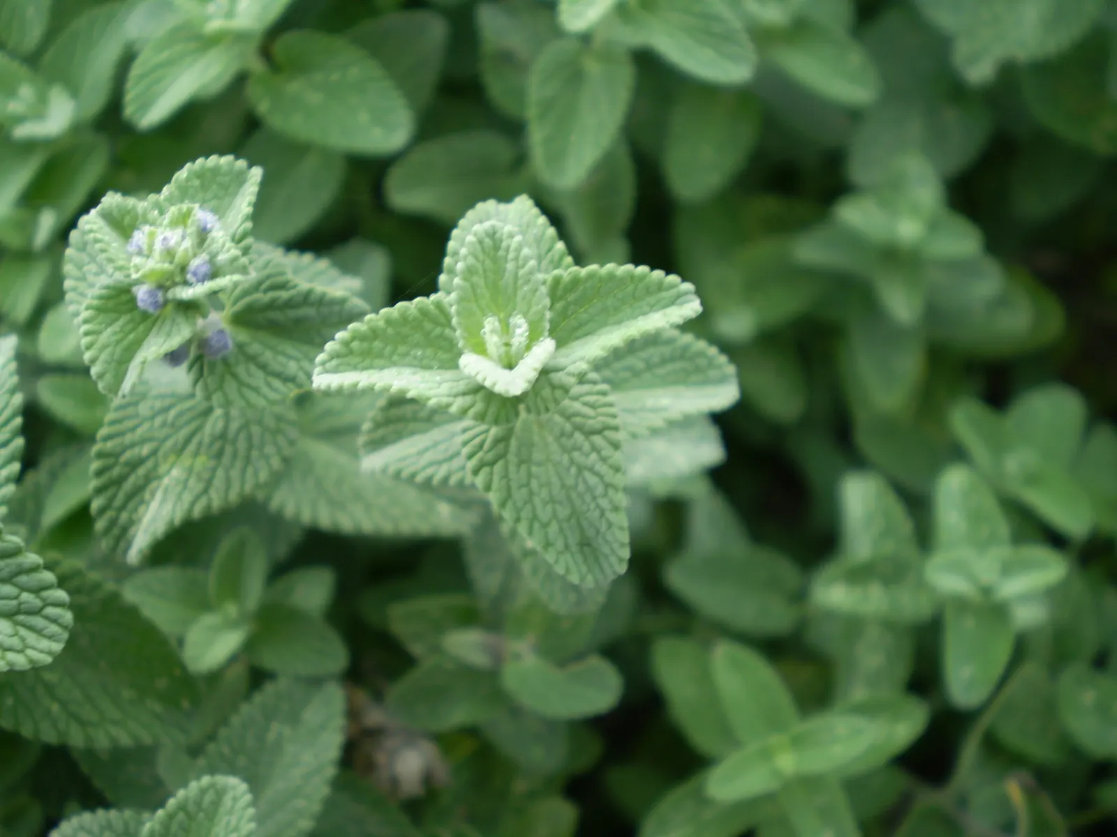 Catmint (Nepeta X Faassenii) — enhancing the garden's ecological value.<br><br>In any landscape design