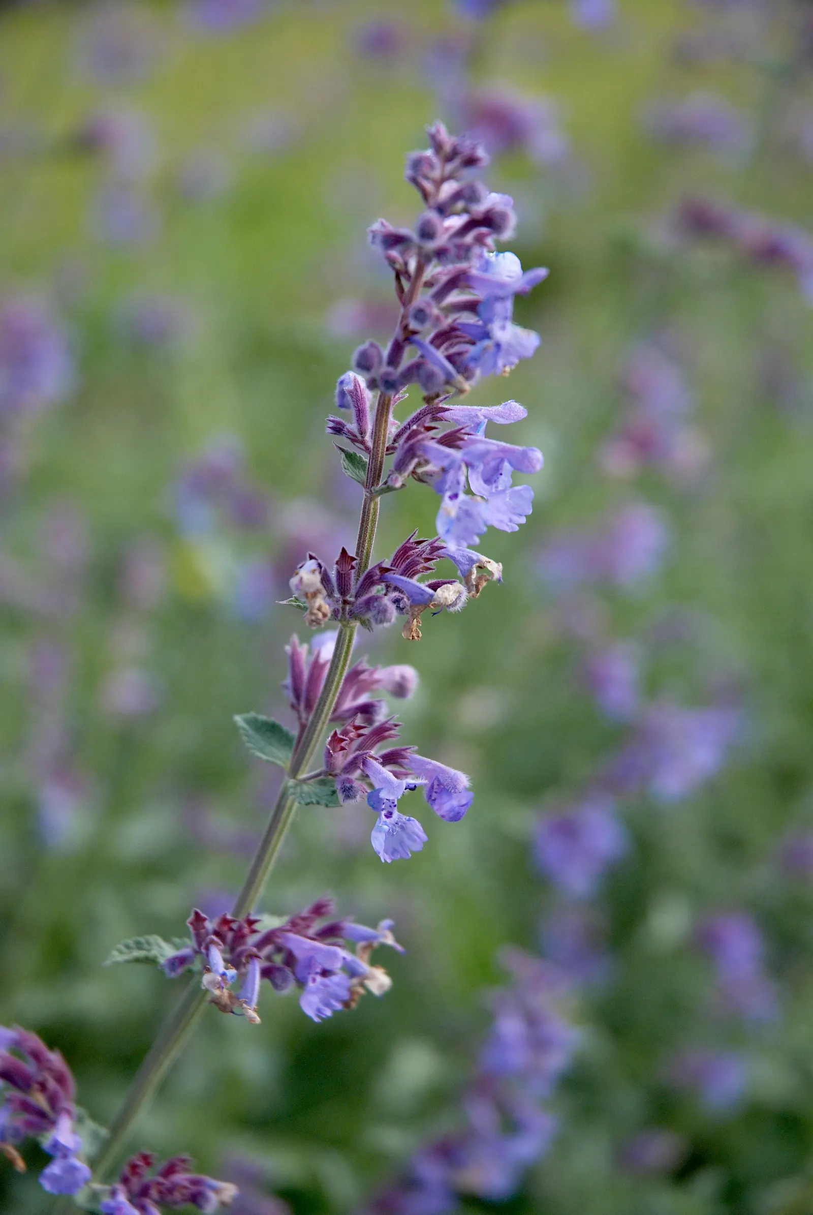 Catmint (Nepeta X Faassenii) — ranging from USDA zones 3 through 8